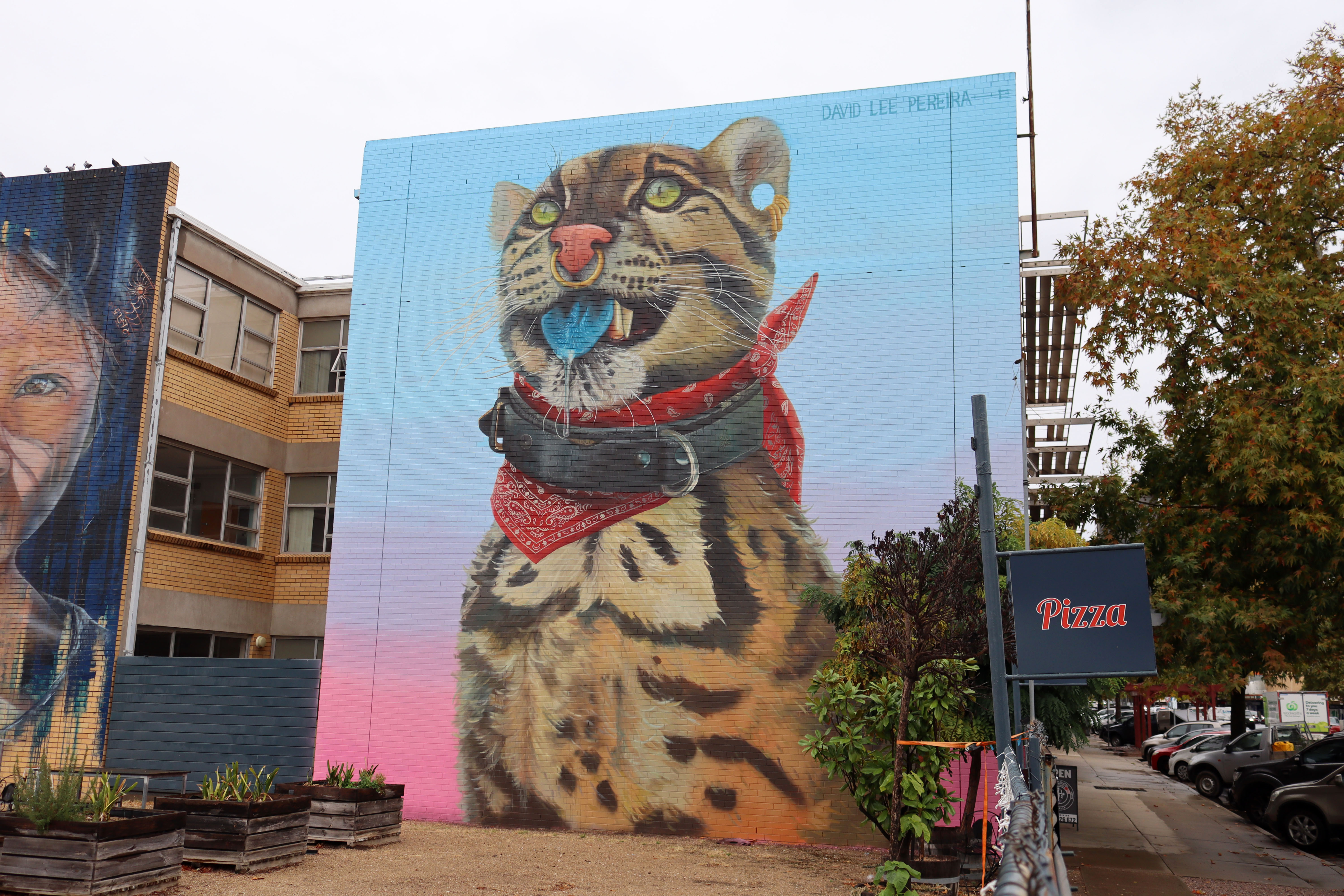 Wild Cat with Blue Tongue