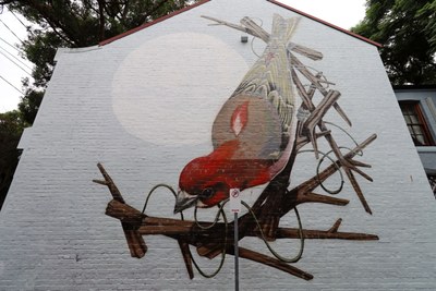 Purple Finch