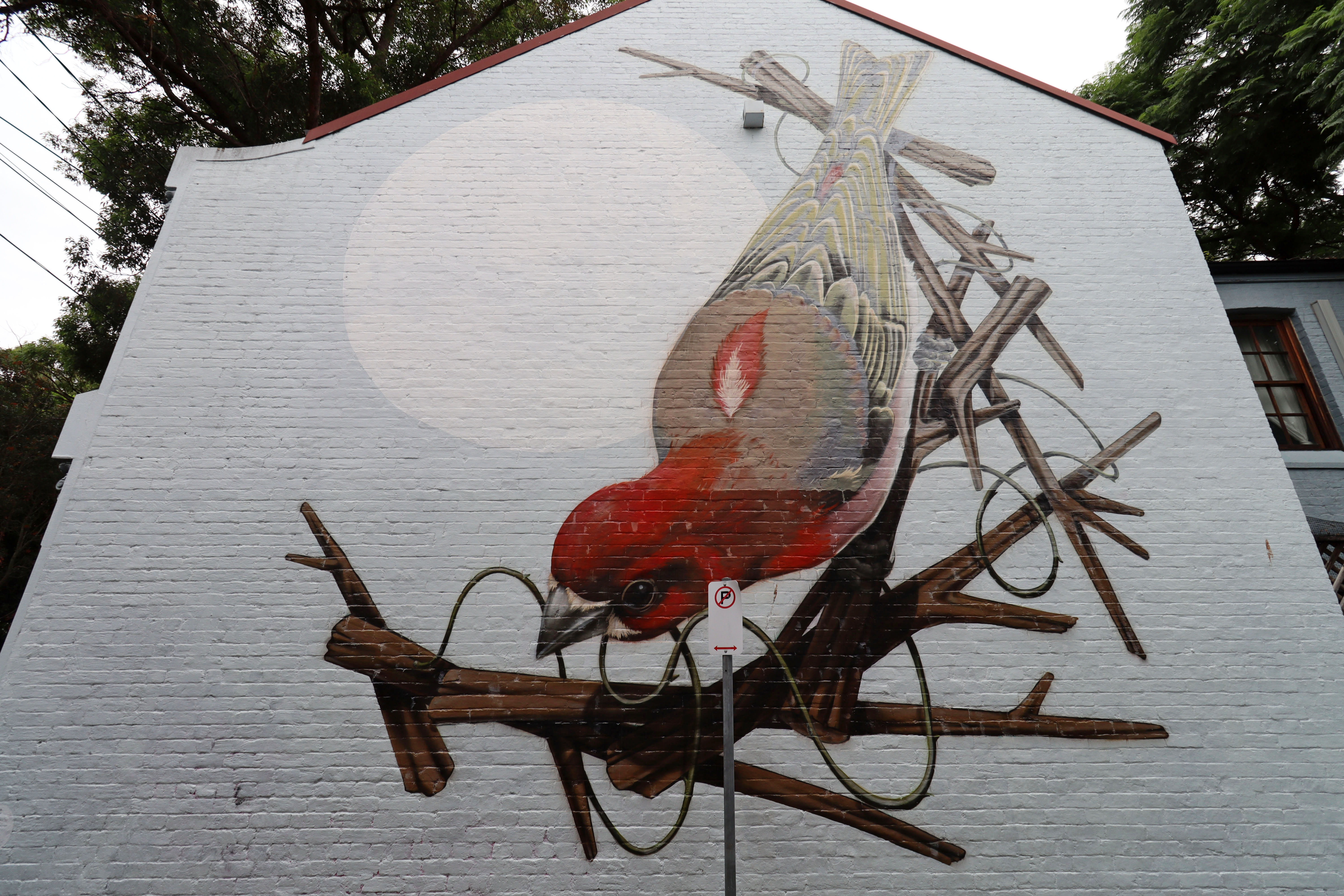 Purple Finch