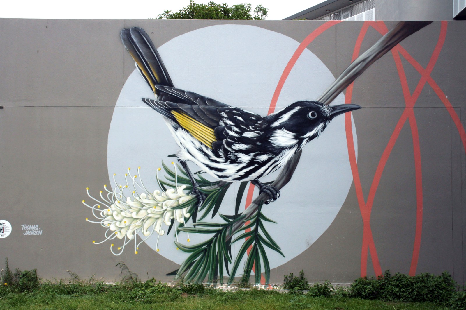 New Holland Honeyeater by Thomas Jackson | Street Art NSW
