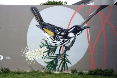 New Holland Honeyeater