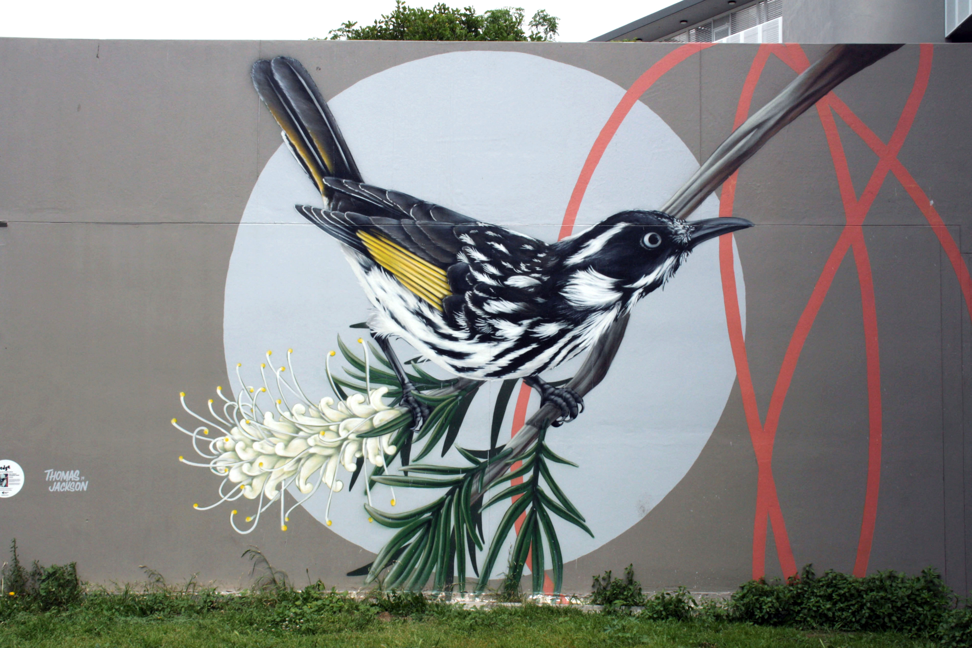 New Holland Honeyeater