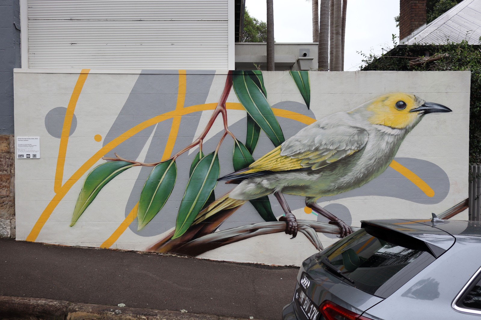 White-plumed Honeyeater by Thomas Jackson | Street Art NSW