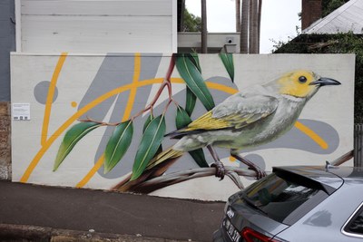 White-plumed Honeyeater