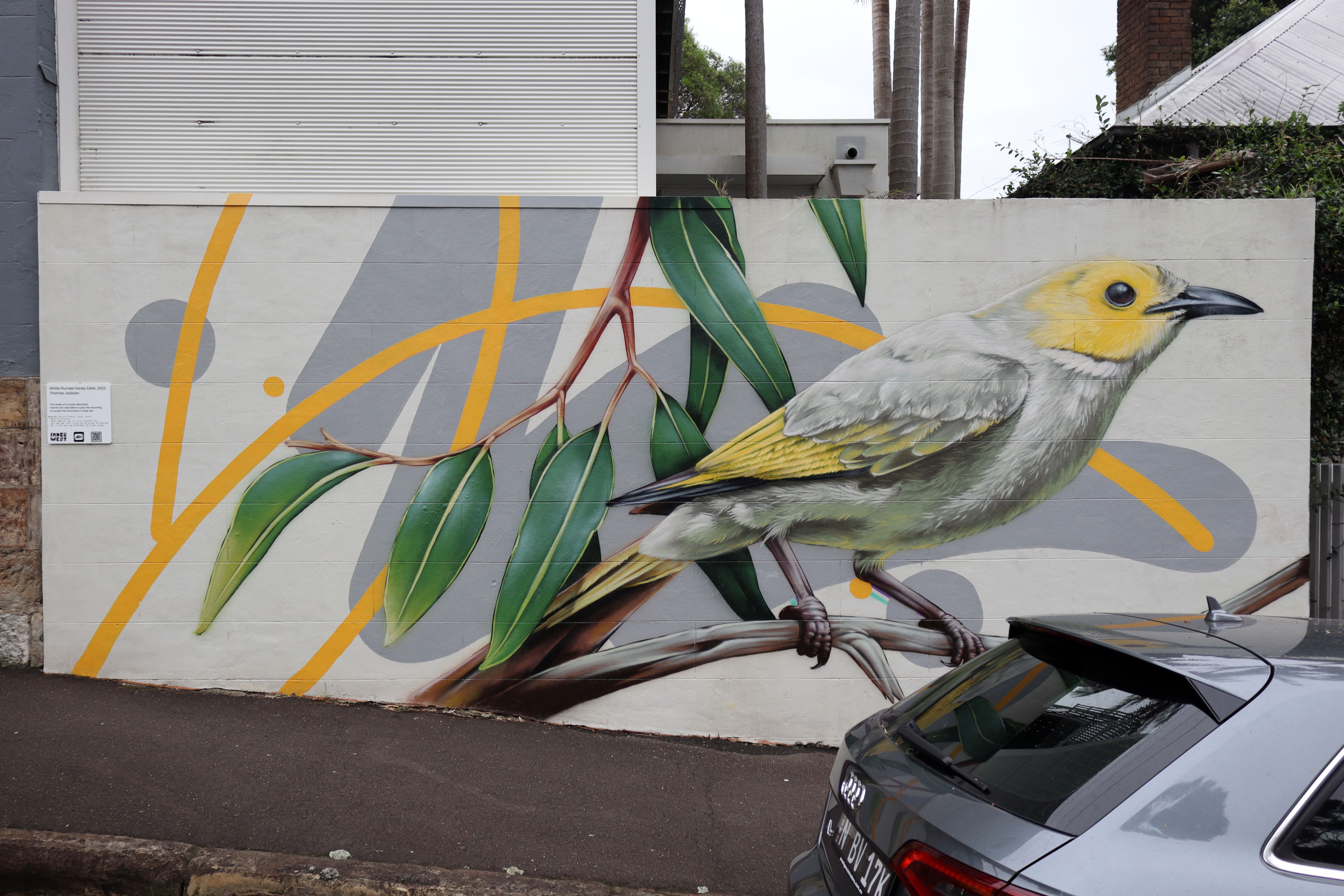 White-plumed Honeyeater