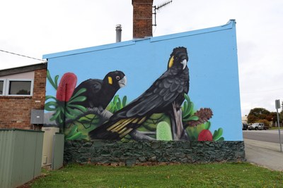 Yellow-tailed Black Cockatoos