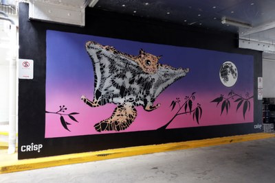 Sugar Glider Night Flying