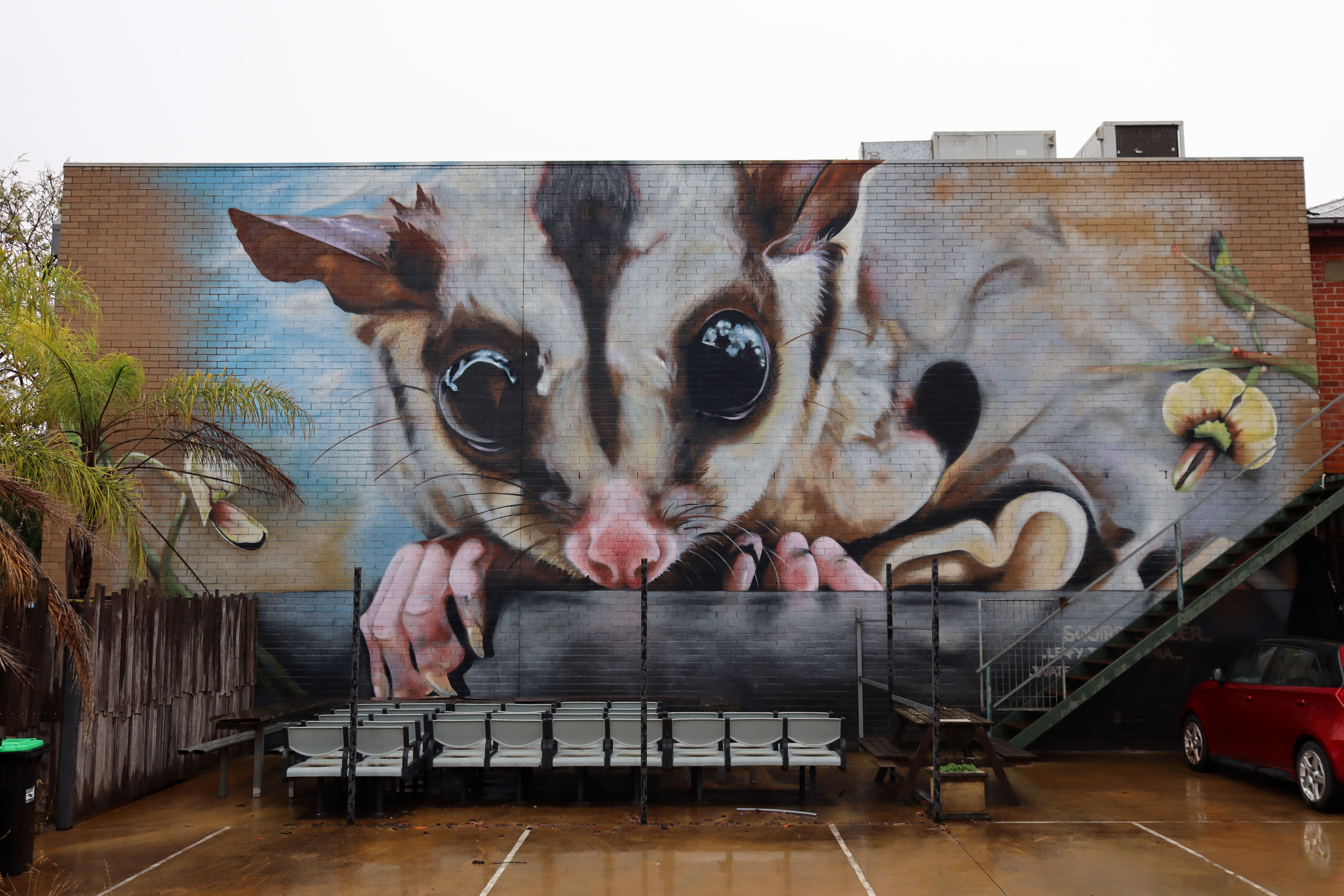 Squirrel Glider & Leafy Templetonia