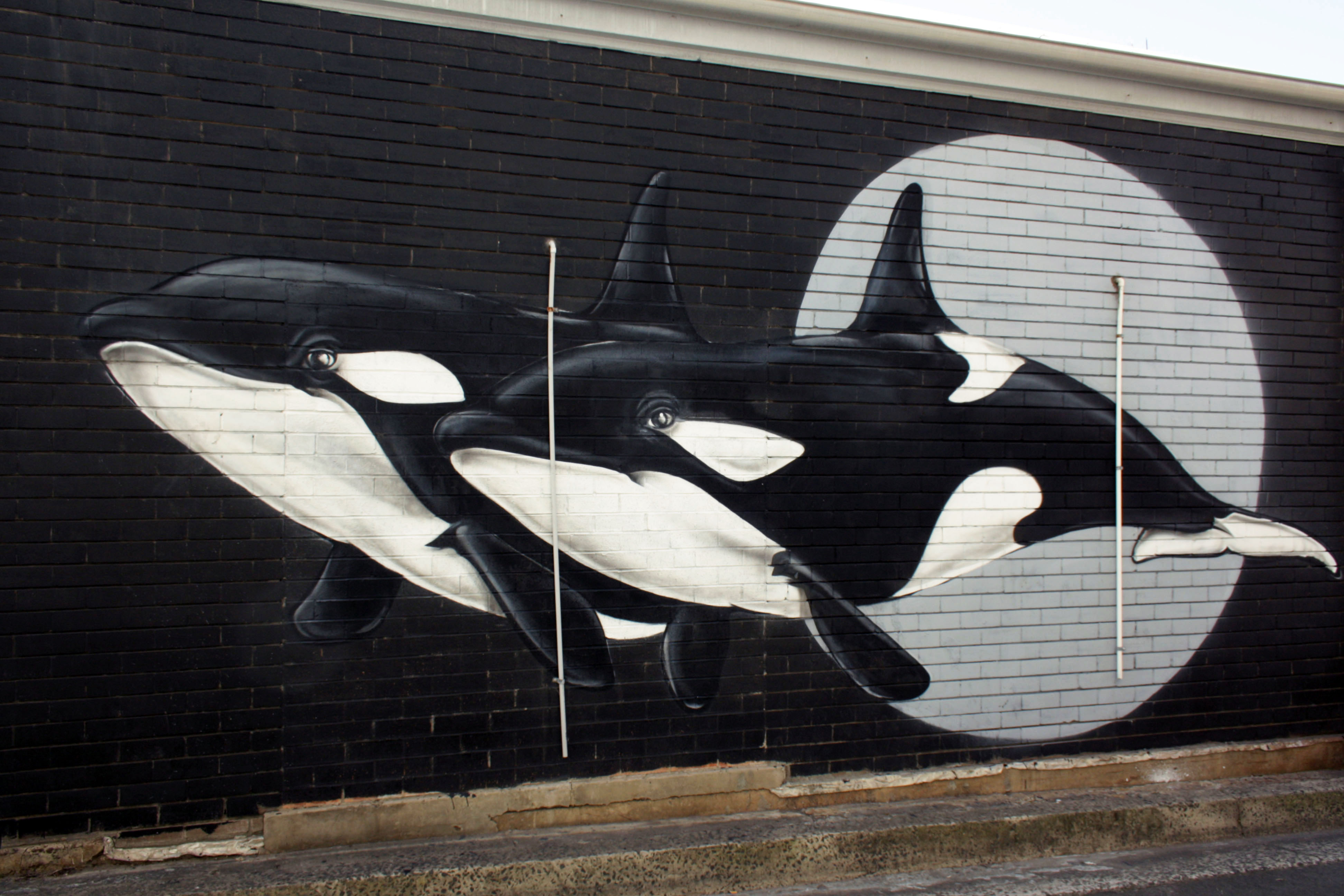 Killer Whales