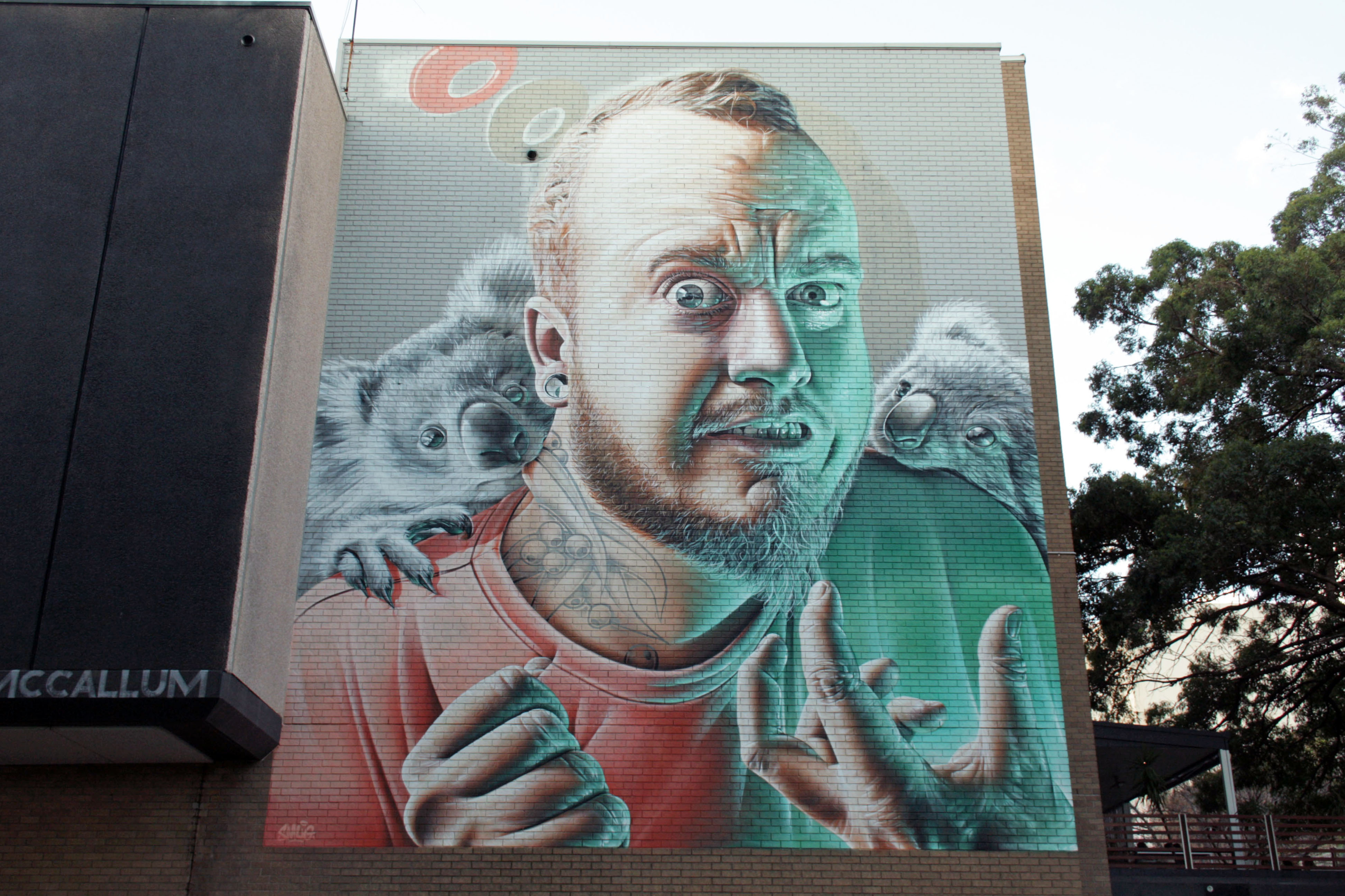 Koalas
