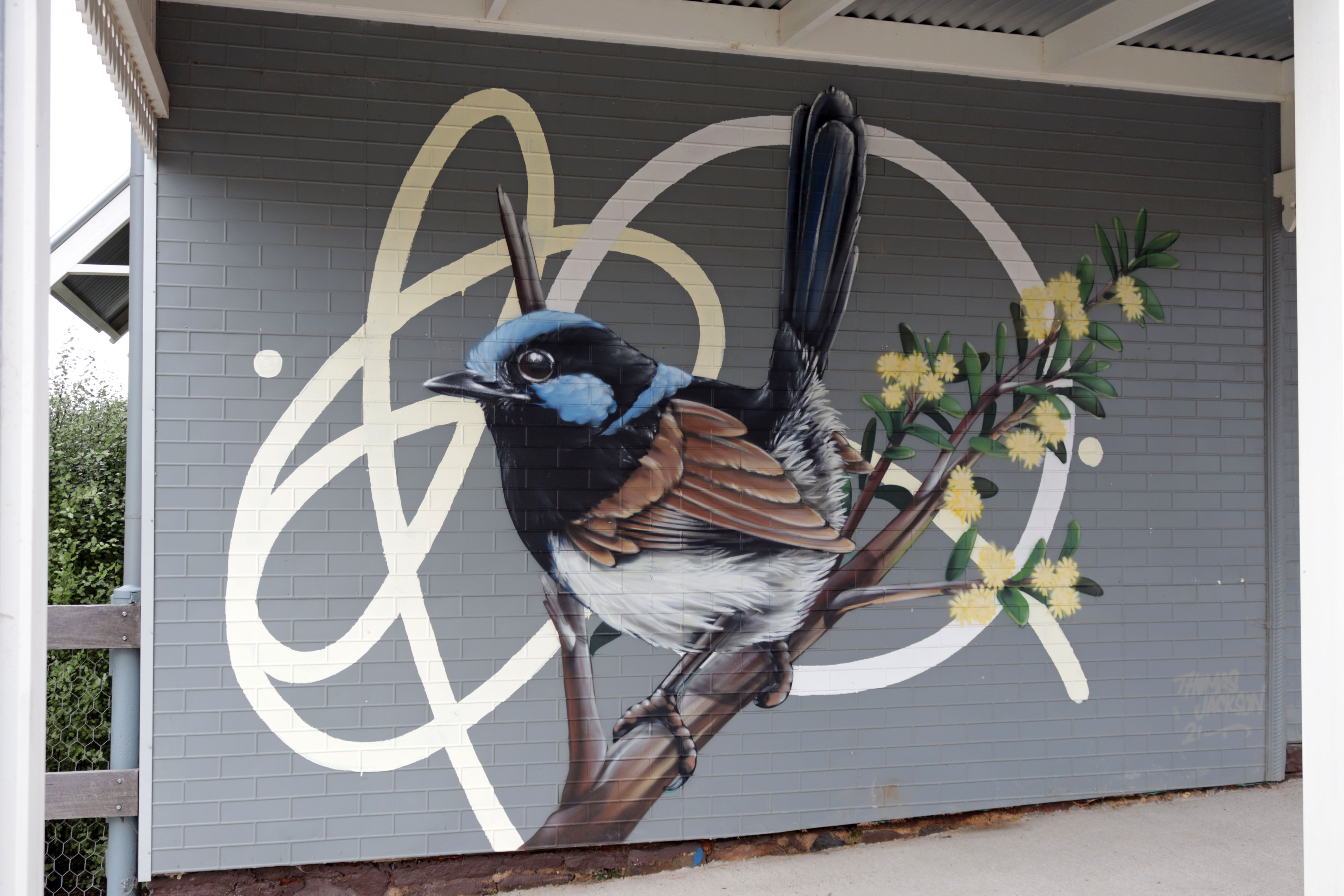 Superb Fairy Wren and Gold Dust Wattle