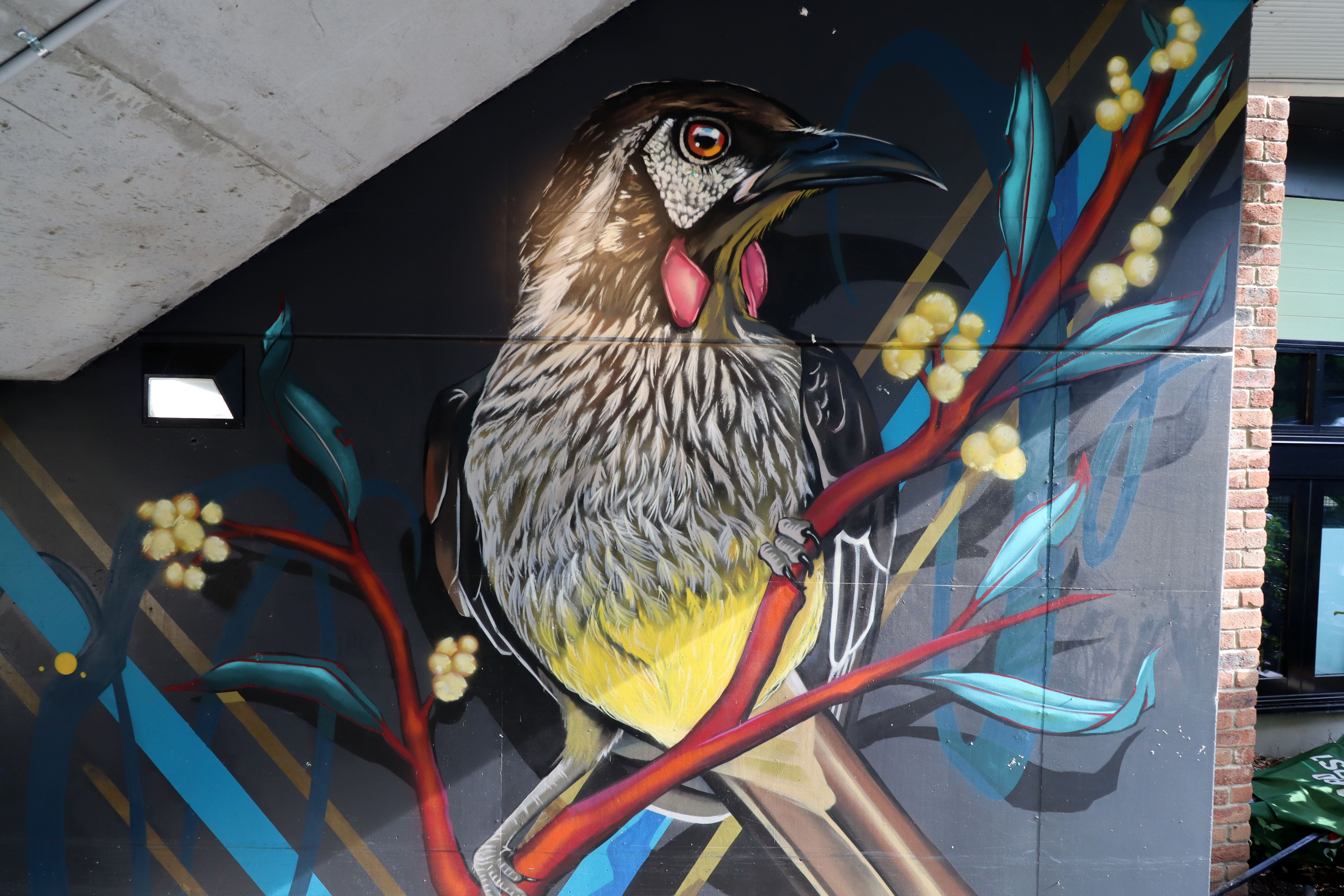 Red Wattlebird and Australian Wattle by Smalls | Street Art NSW