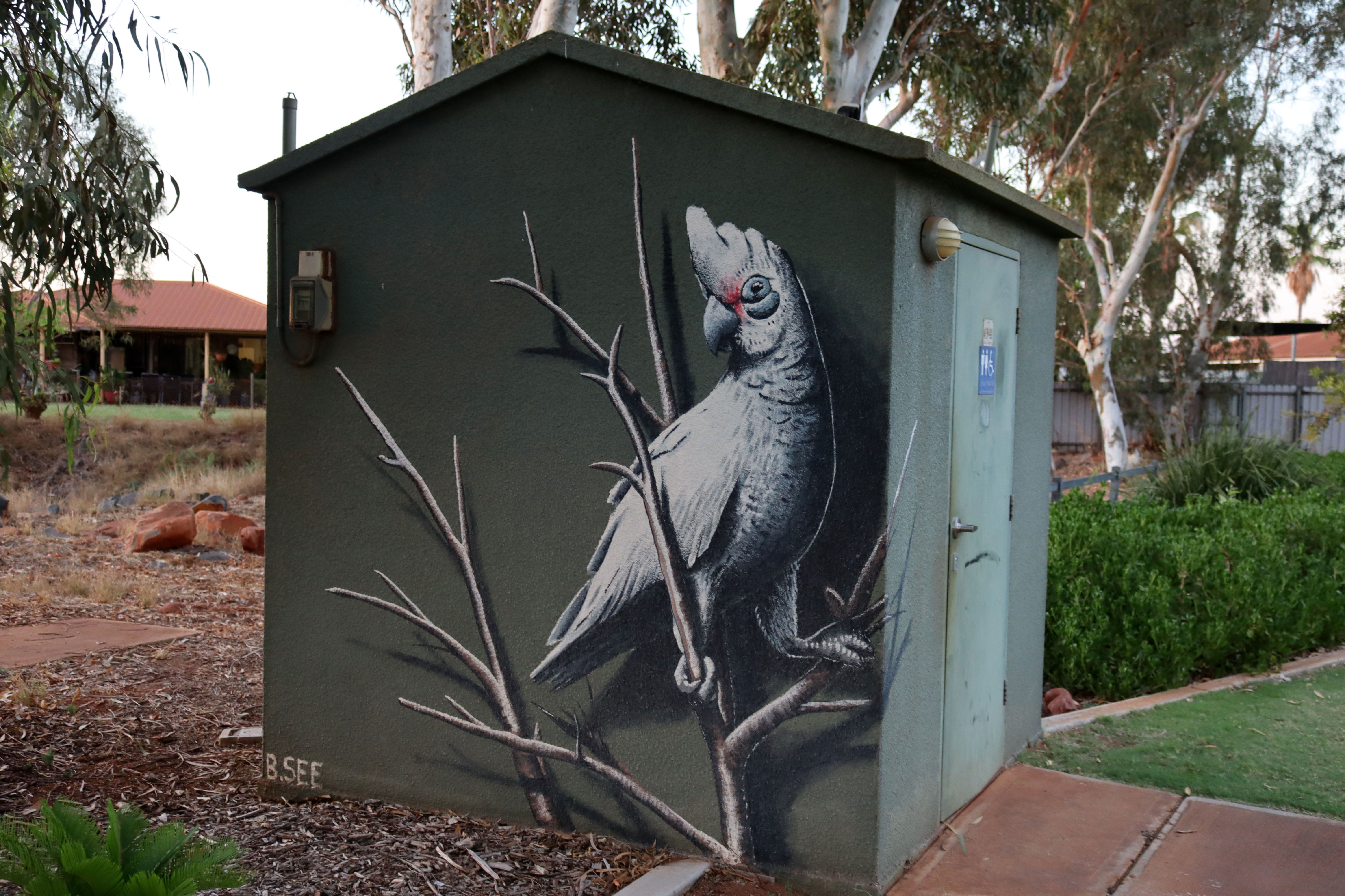 Little Corella