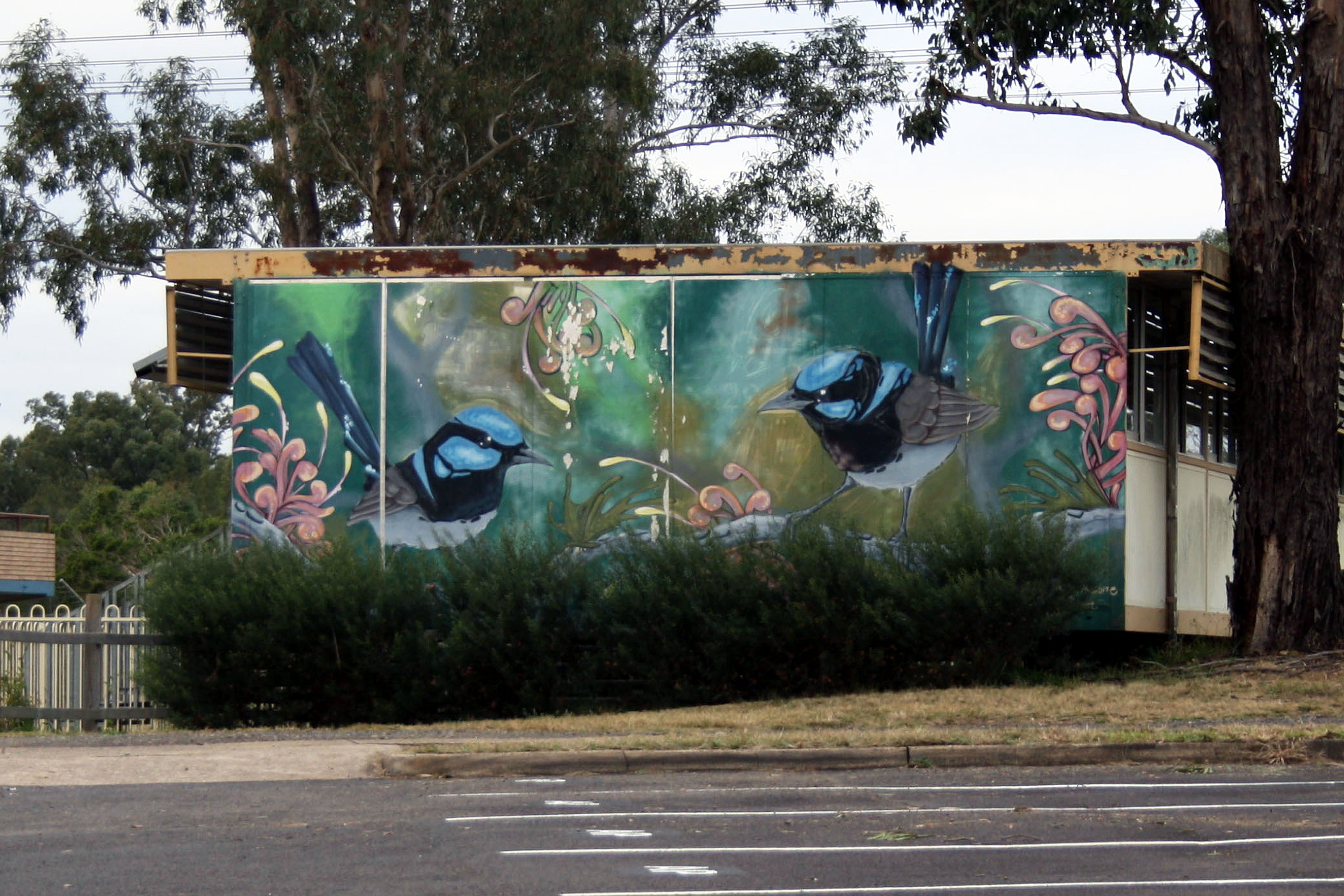 Two Superb Blue Wrens by Krimsone | Street Art NSW