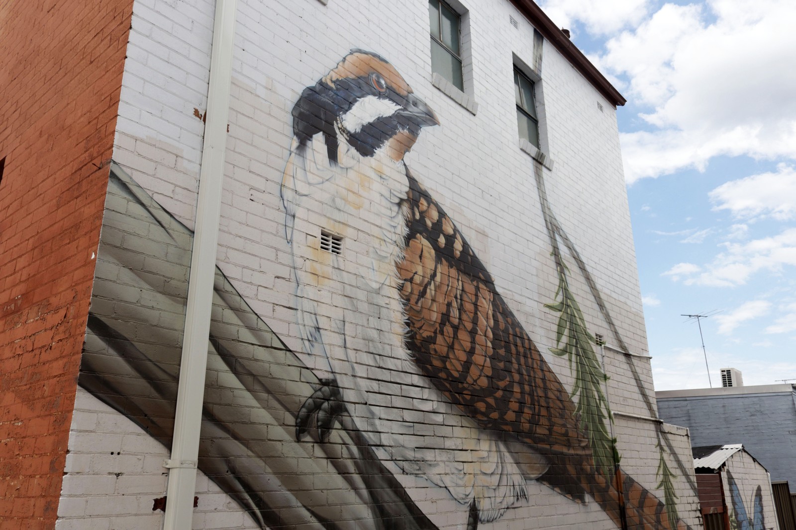 Spotted Pardalote, Eastern Koel and Azure Kingfisher by Thomas Jackson | Street Art NSW