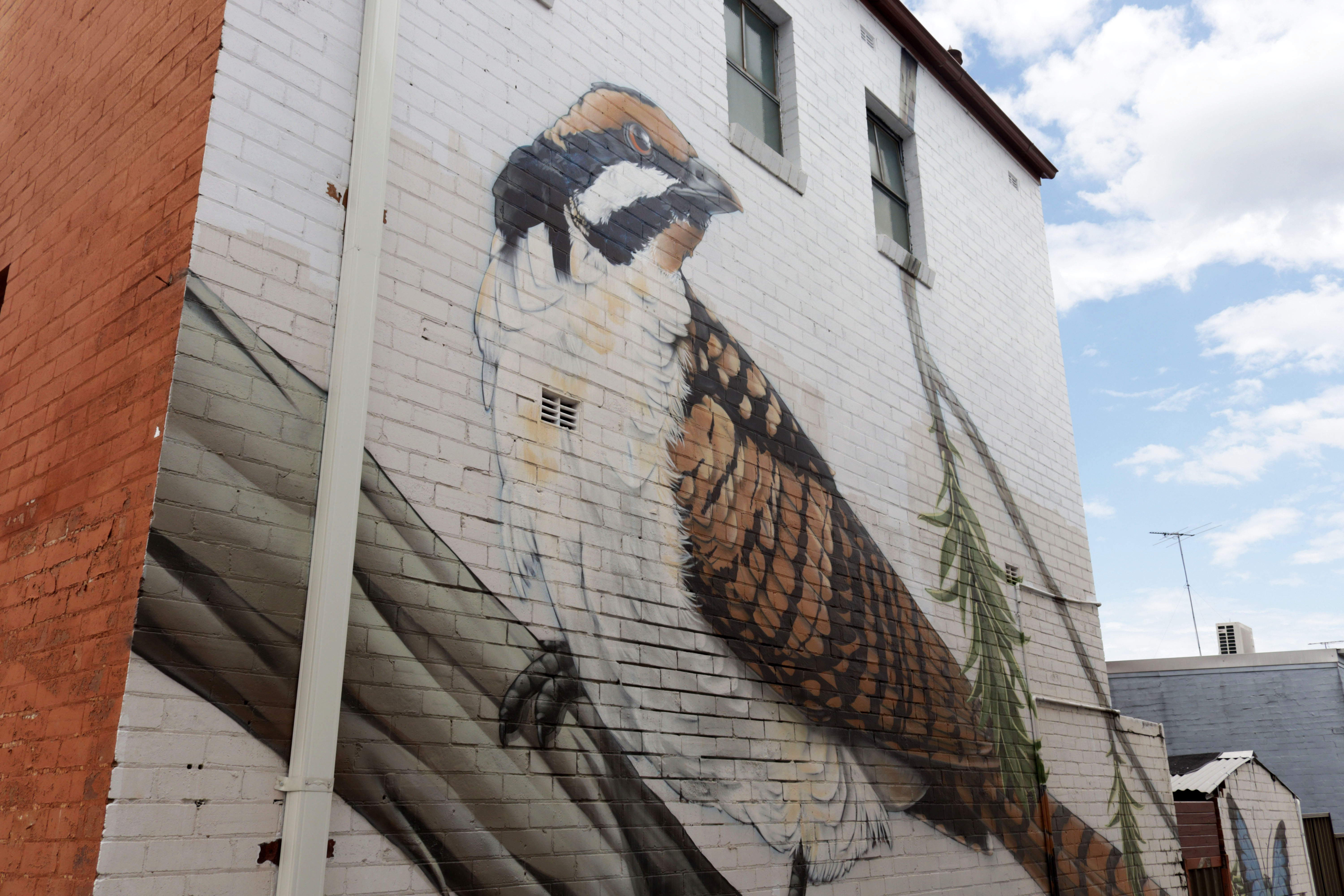 Spotted Pardalote, Eastern Koel and Azure Kingfisher