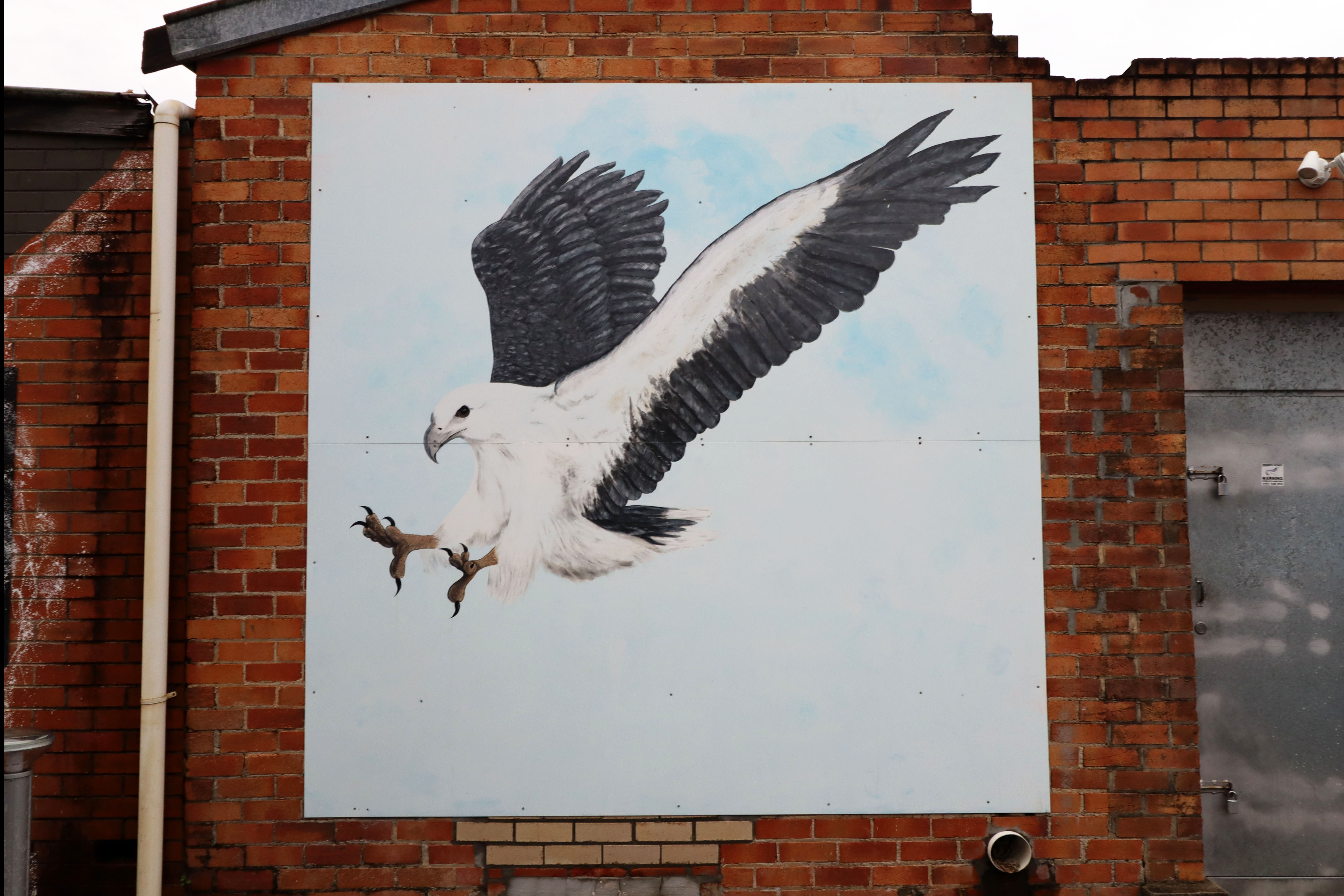 White-bellied Sea Eagle | Street Art NSW