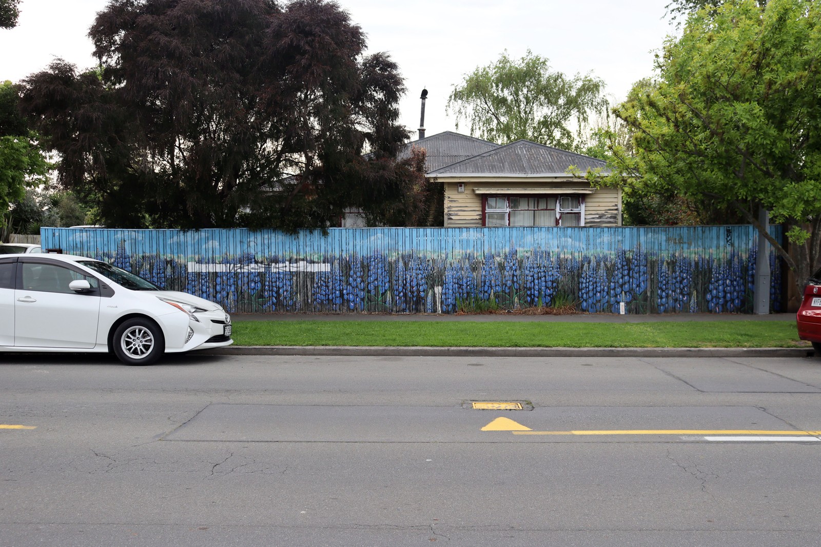 Lupins by Sam Billings | Street Art NSW