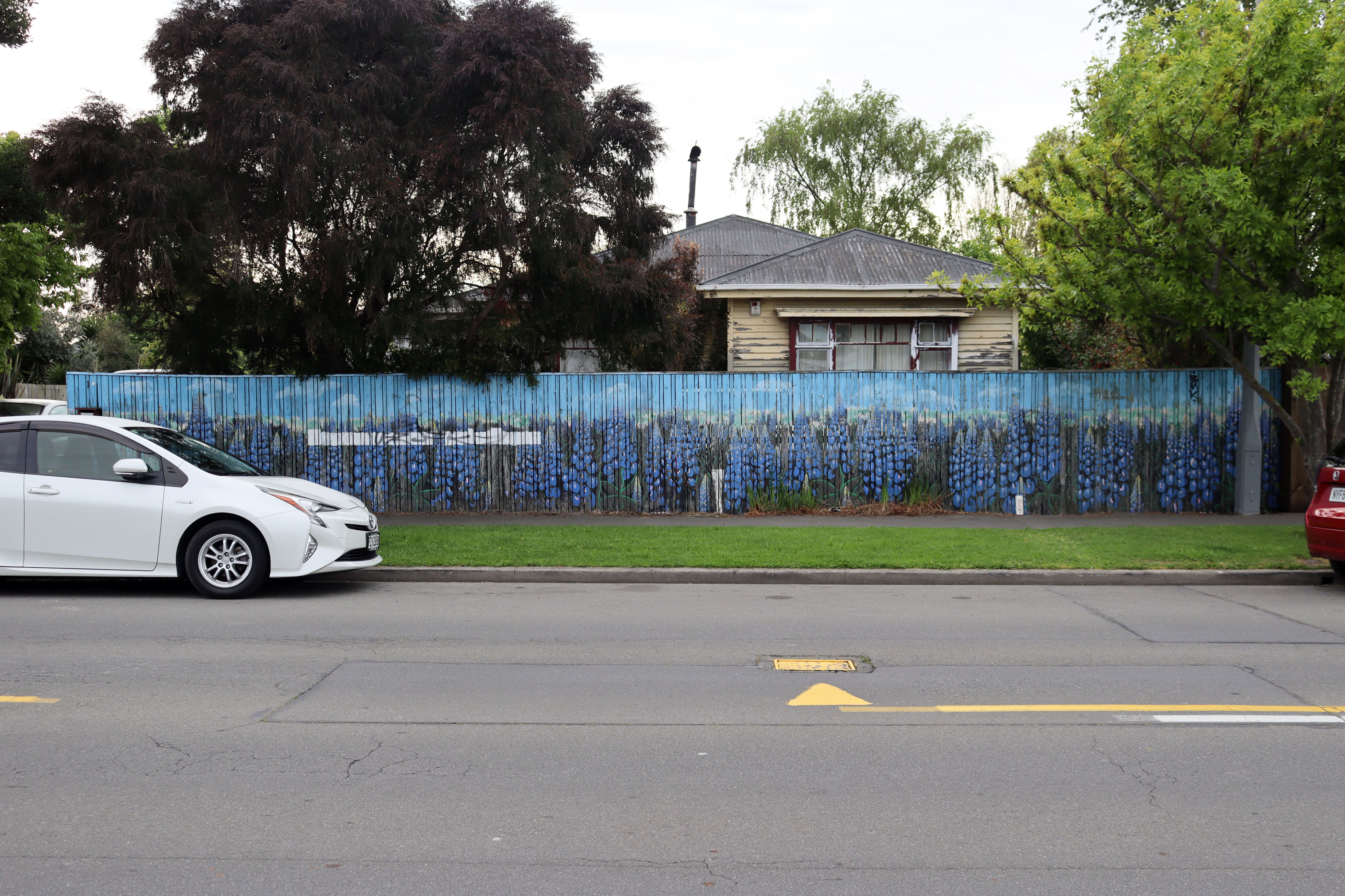 Lupins by Sam Billings | Street Art NSW