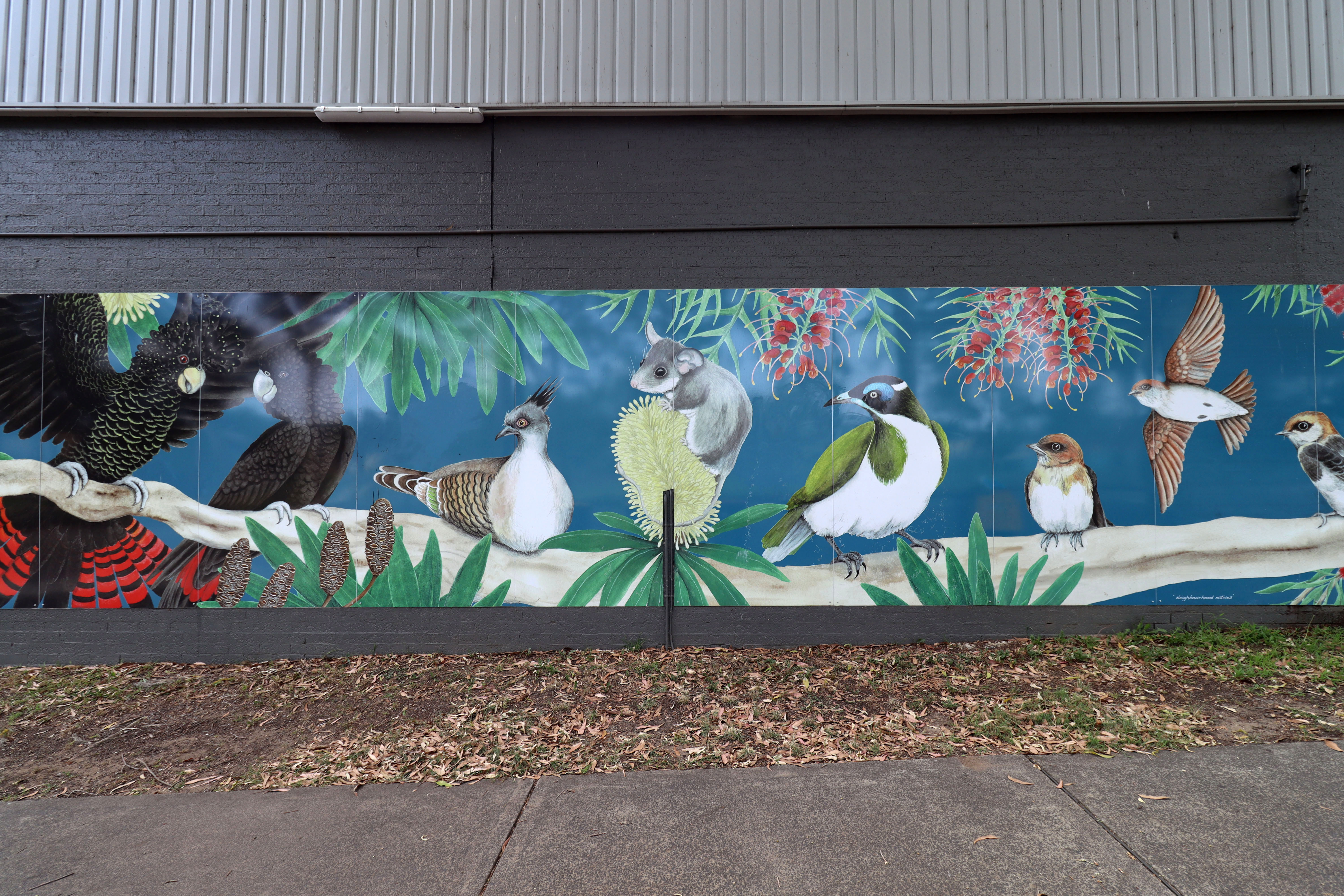 Neighbourhood Natives by Margot Hislop | Street Art NSW