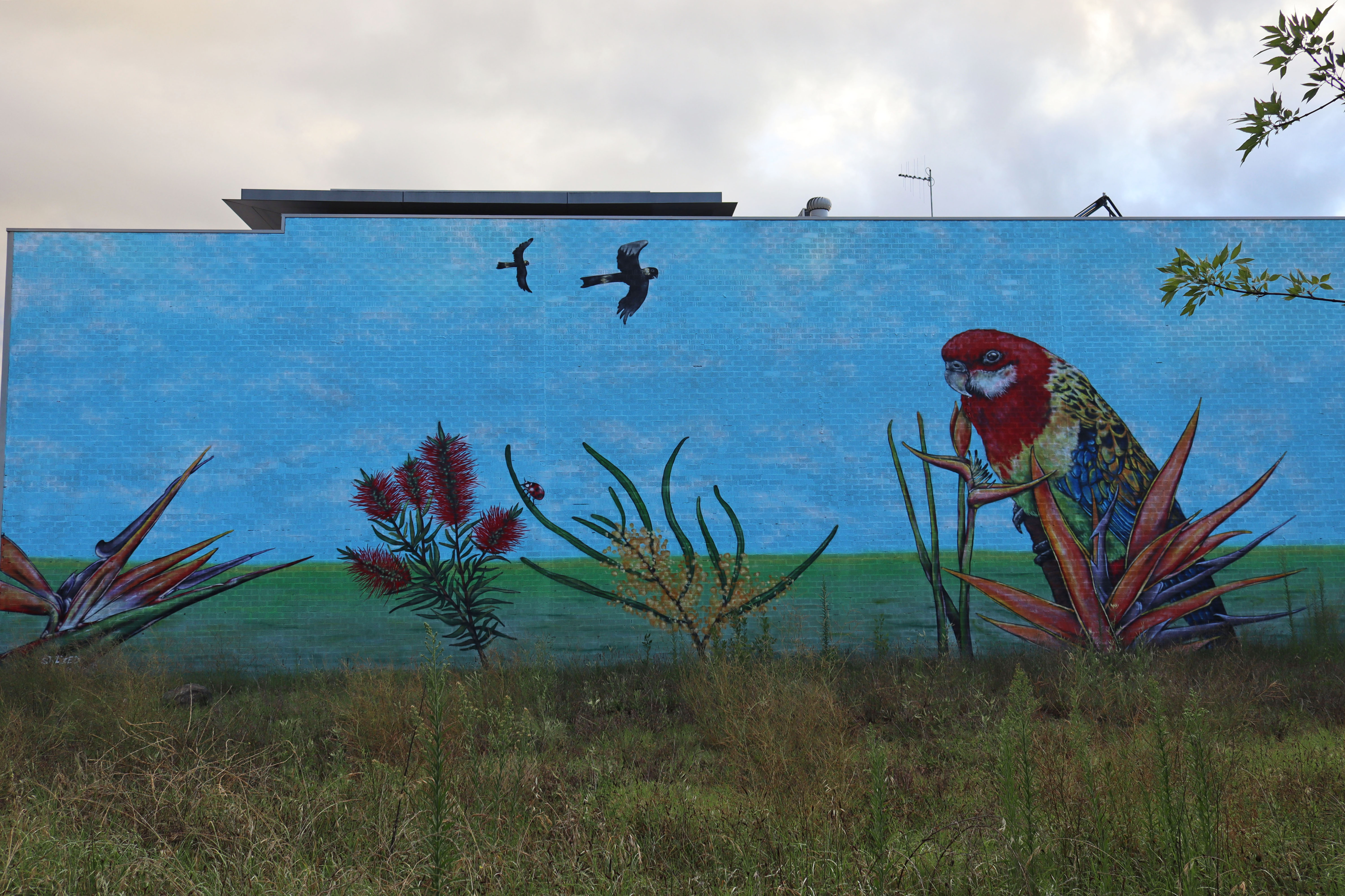 Eastern Rosella on Birds of Paradise by Stylized Impact | Street Art NSW