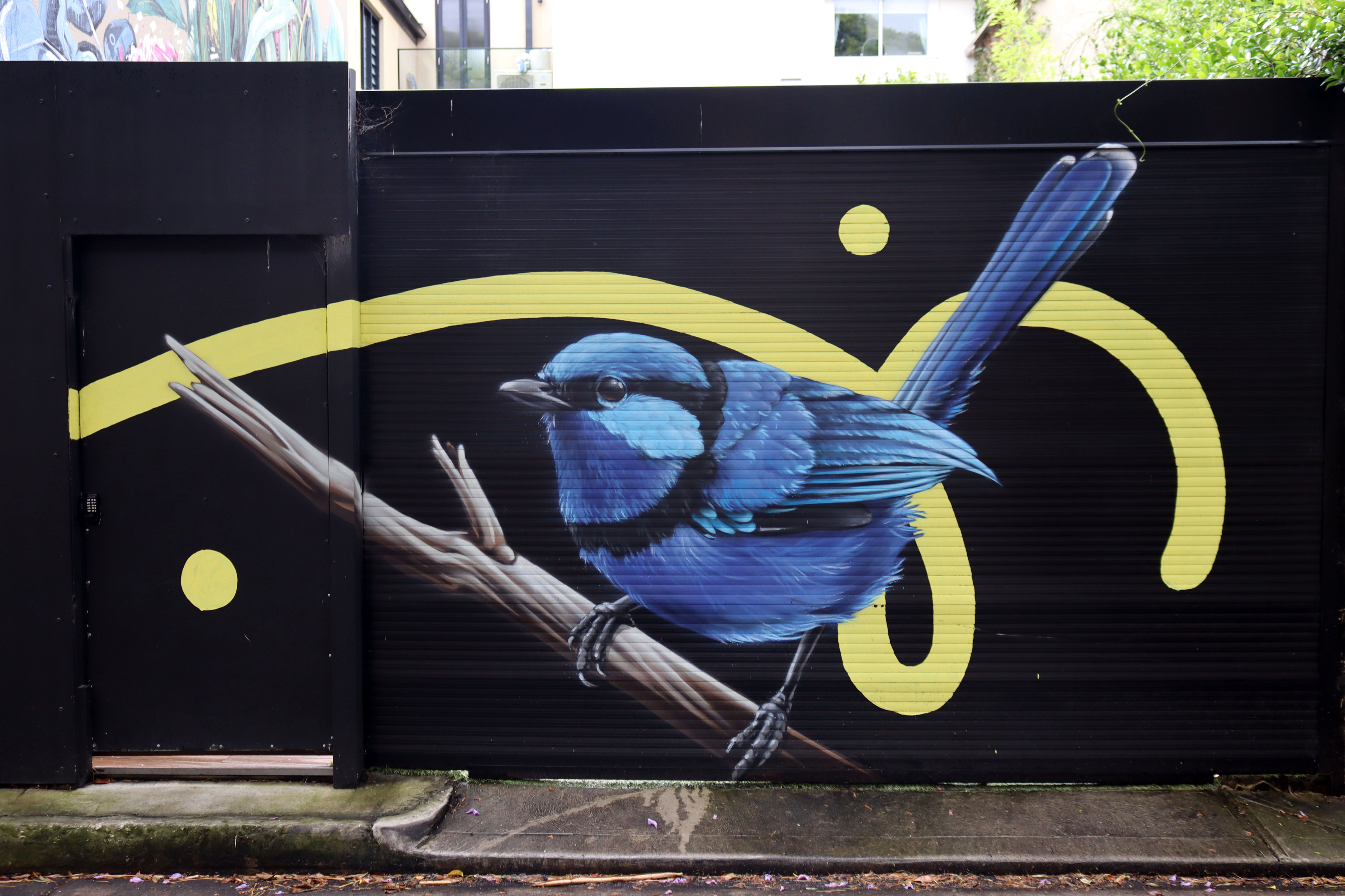 Splendid Fairy-Wren