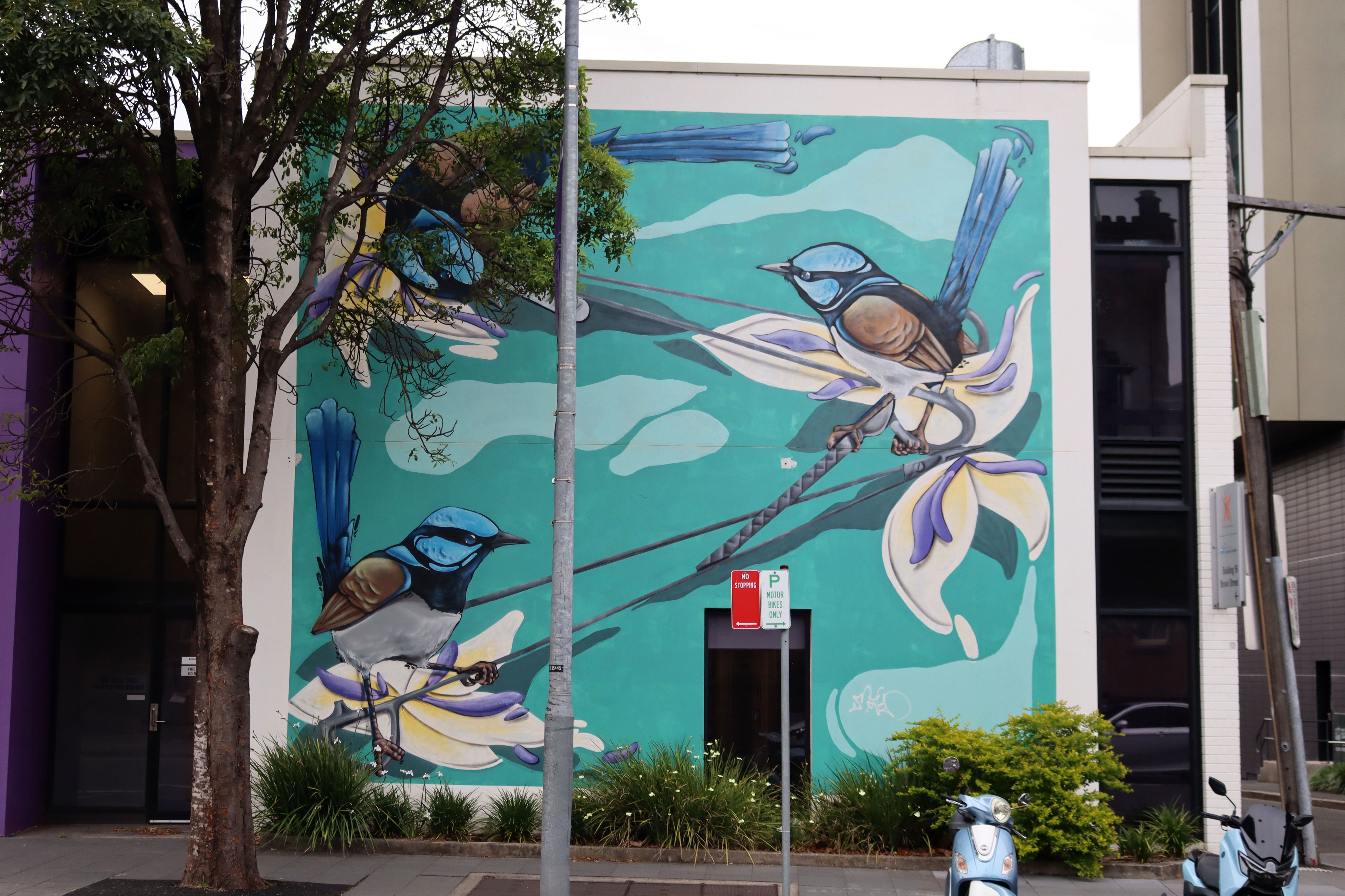 Superb Fairy Wrens by Krimsone | Street Art NSW