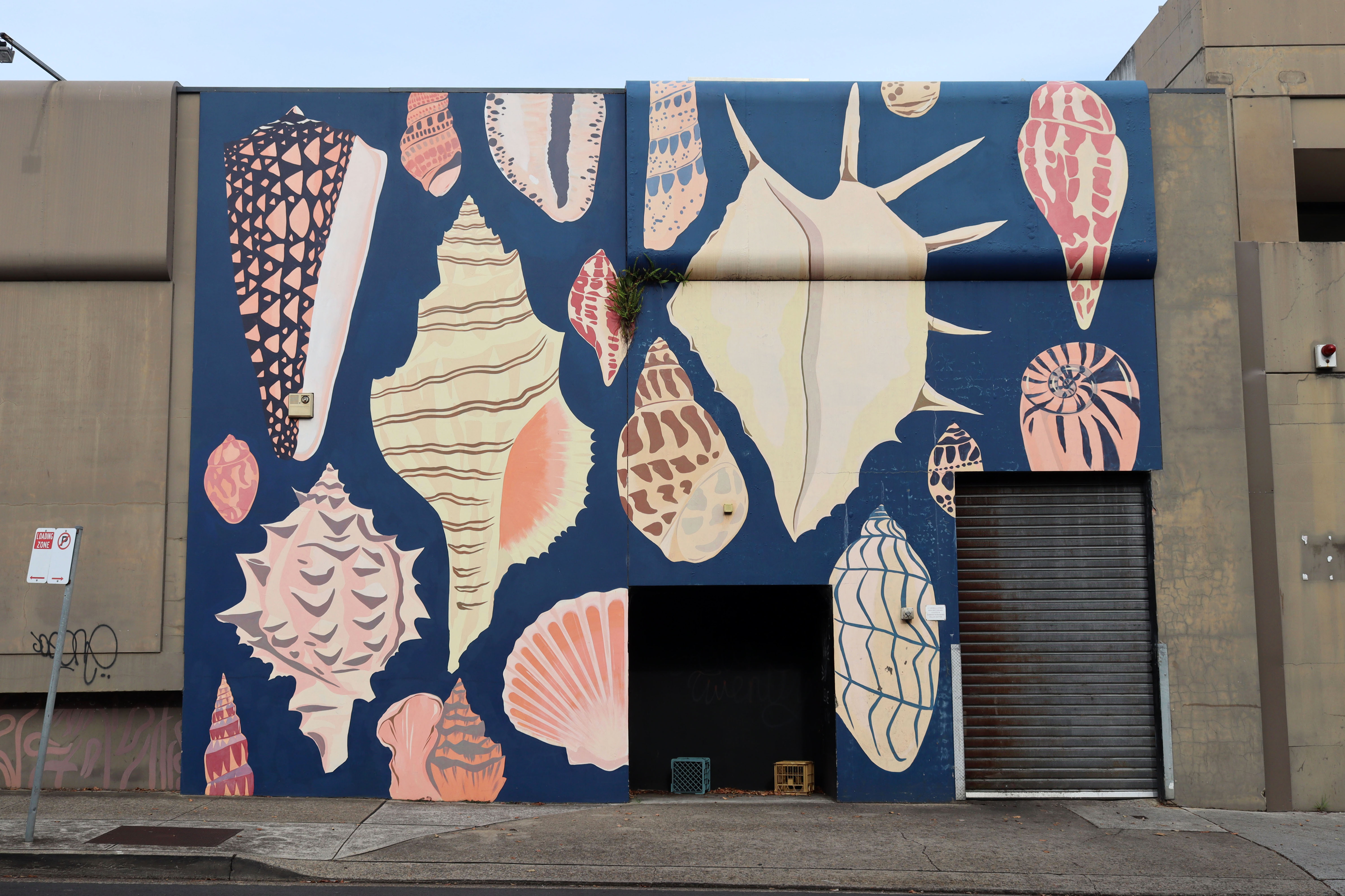 Place of the Pink Seashells