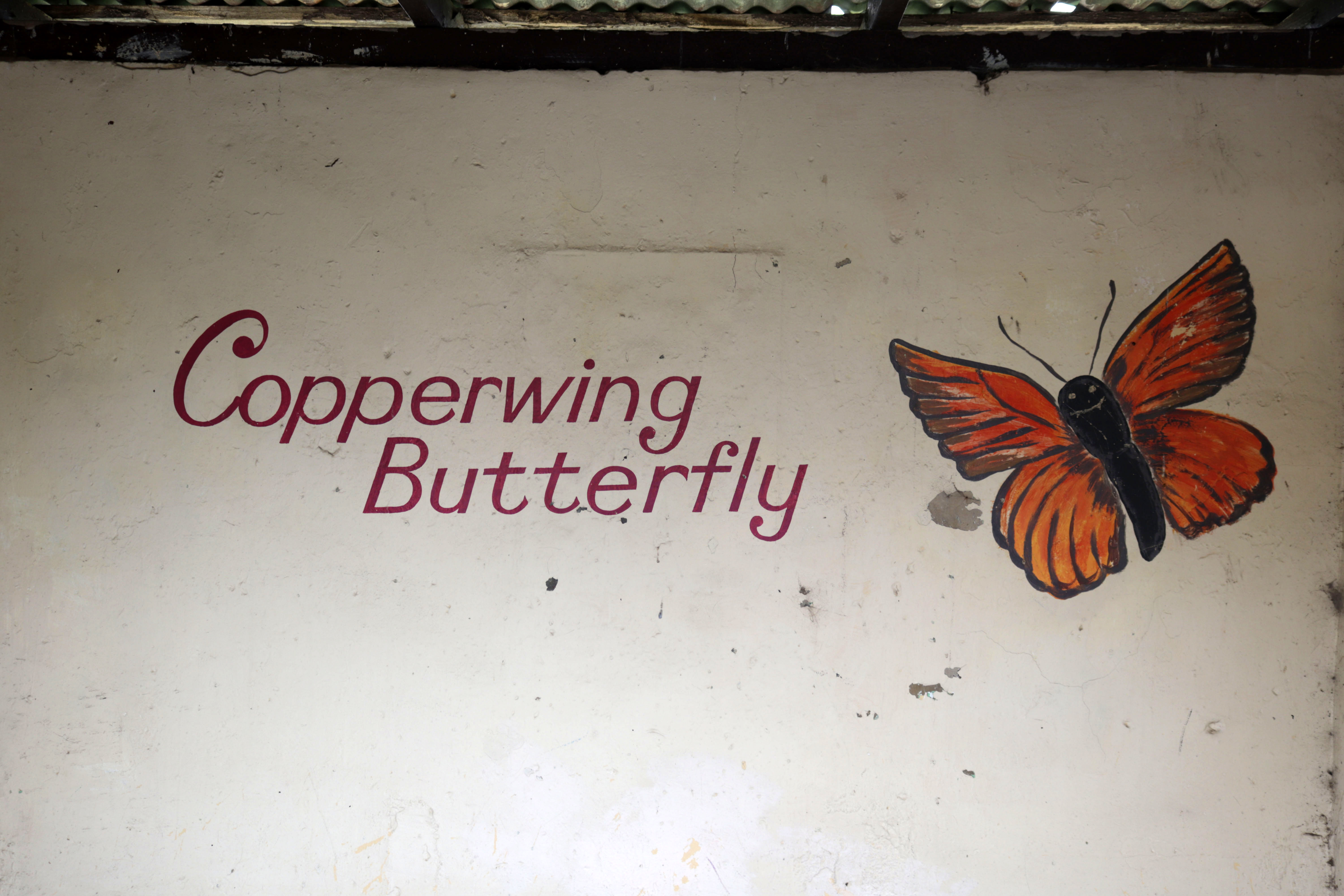 Copperwing Butterfly | Street Art NSW
