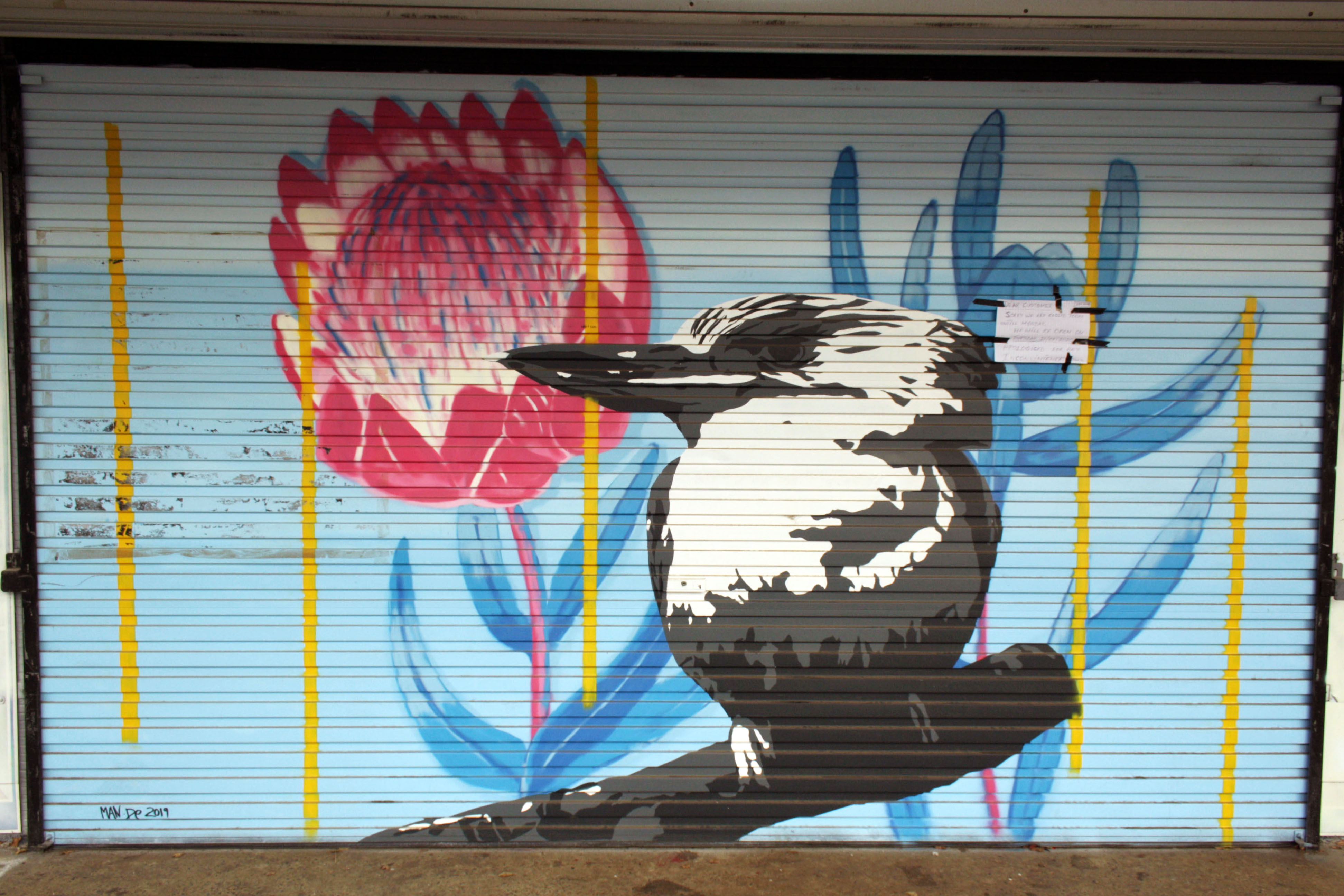 Kookaburra
