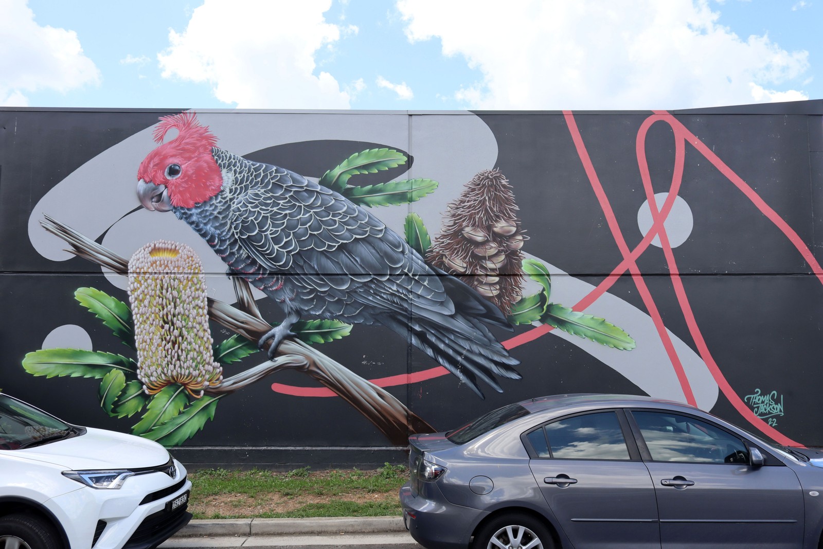 Gang Gang Cockatoo on Old Man Banksia by Thomas Jackson | Street Art NSW