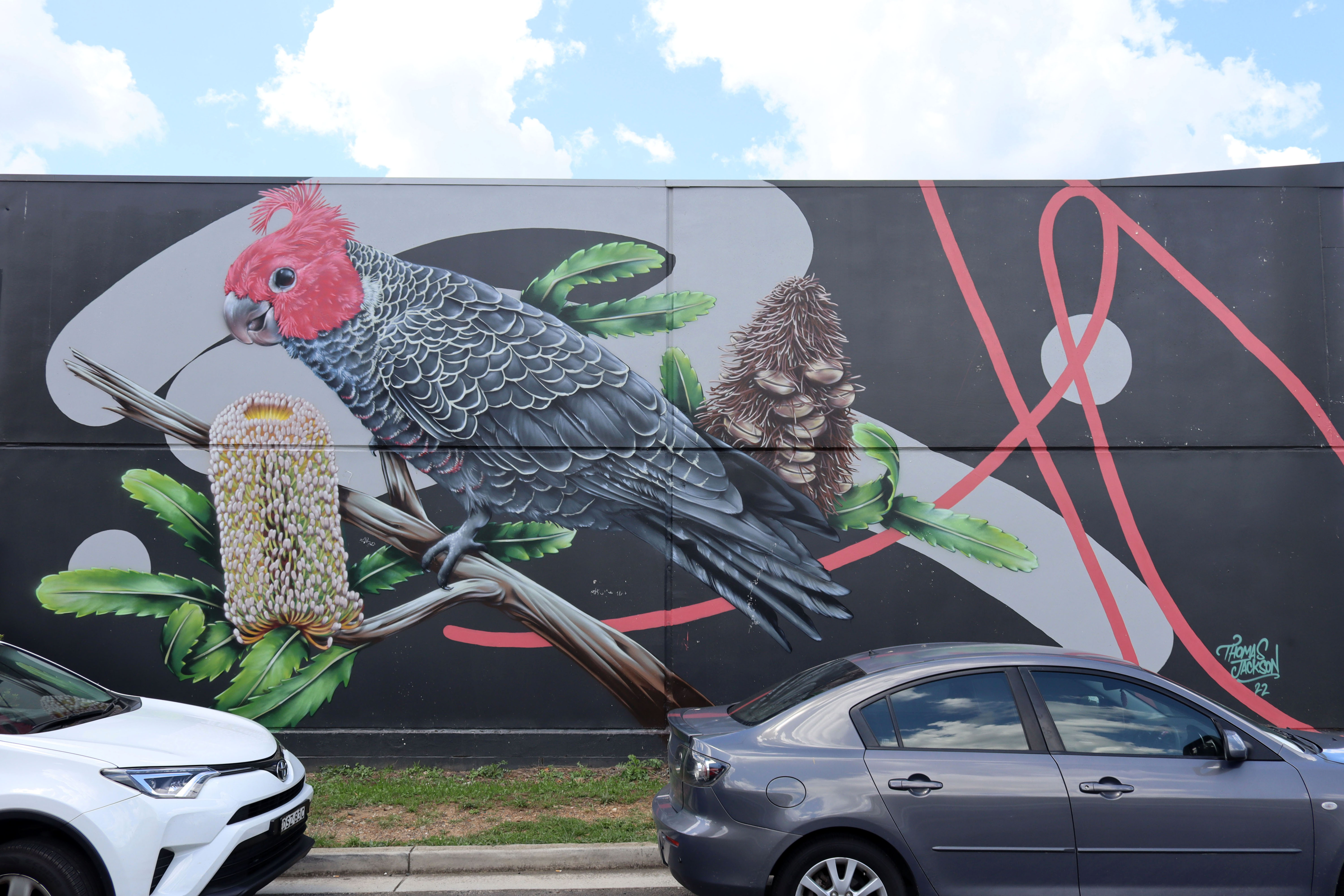 Gang Gang Cockatoo on Old Man Banksia