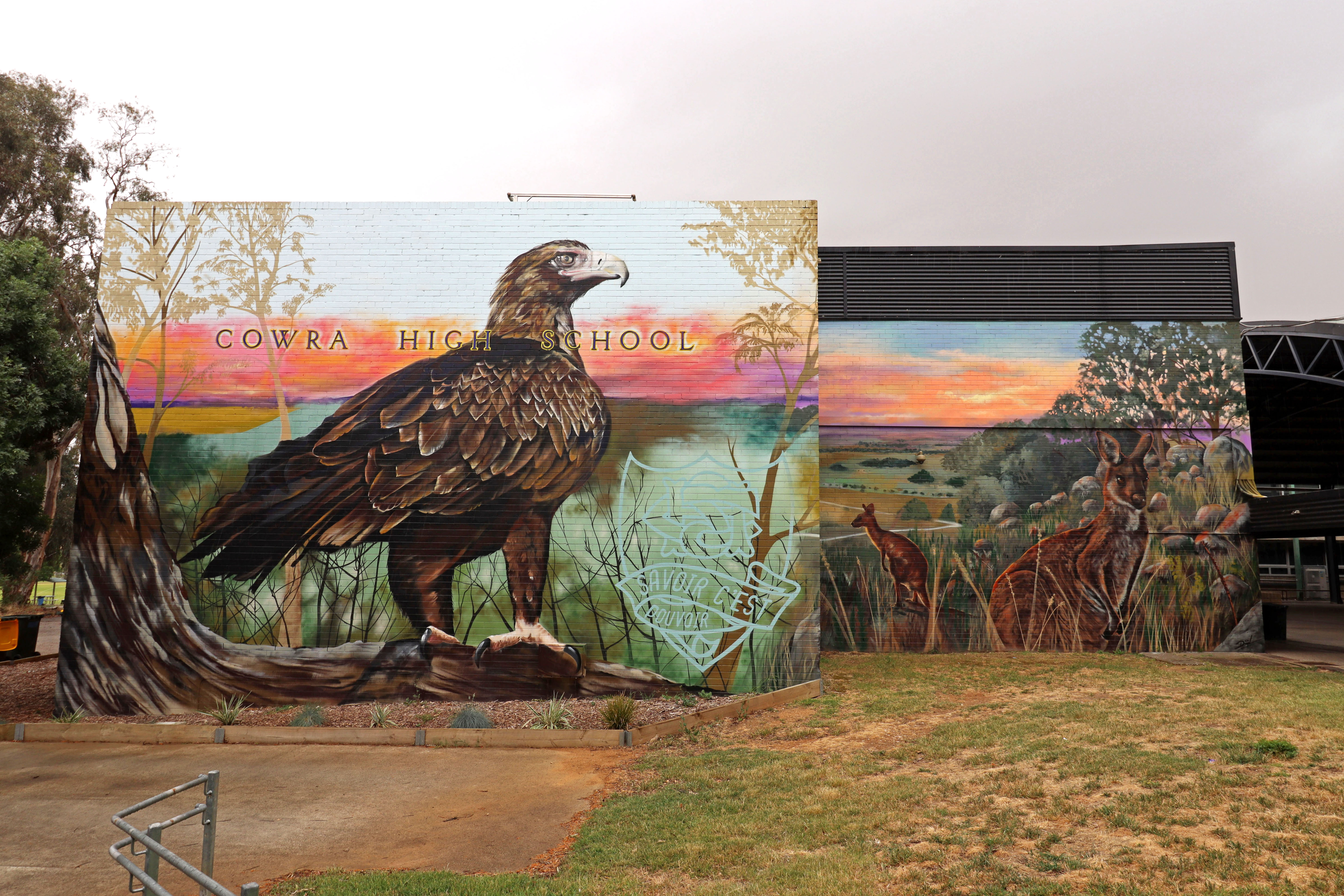 Wedge-tailed Eagle
