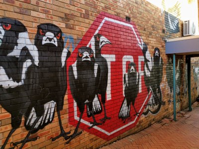 Magpies