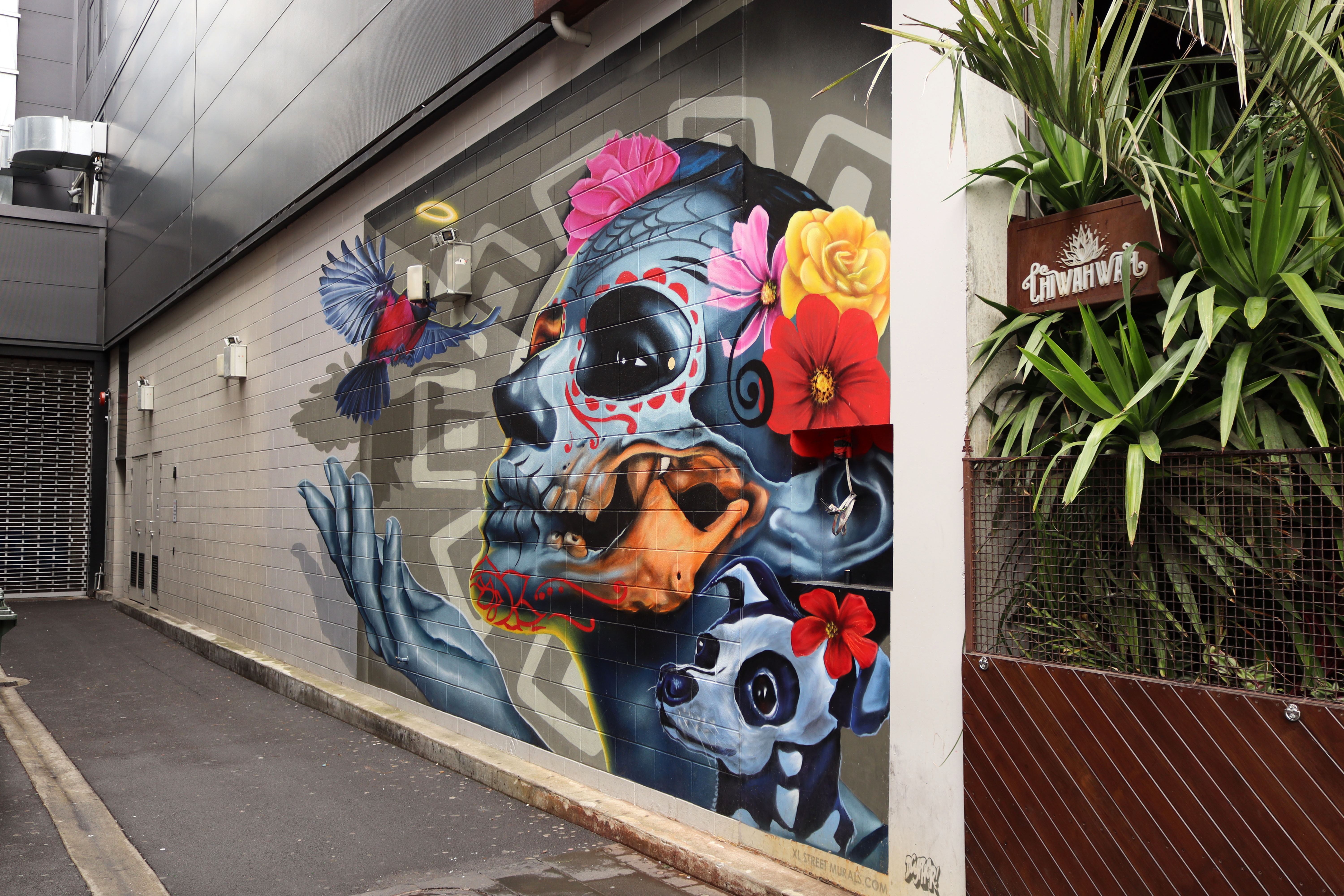 Chiwahwah by Dcypher | Street Art NSW