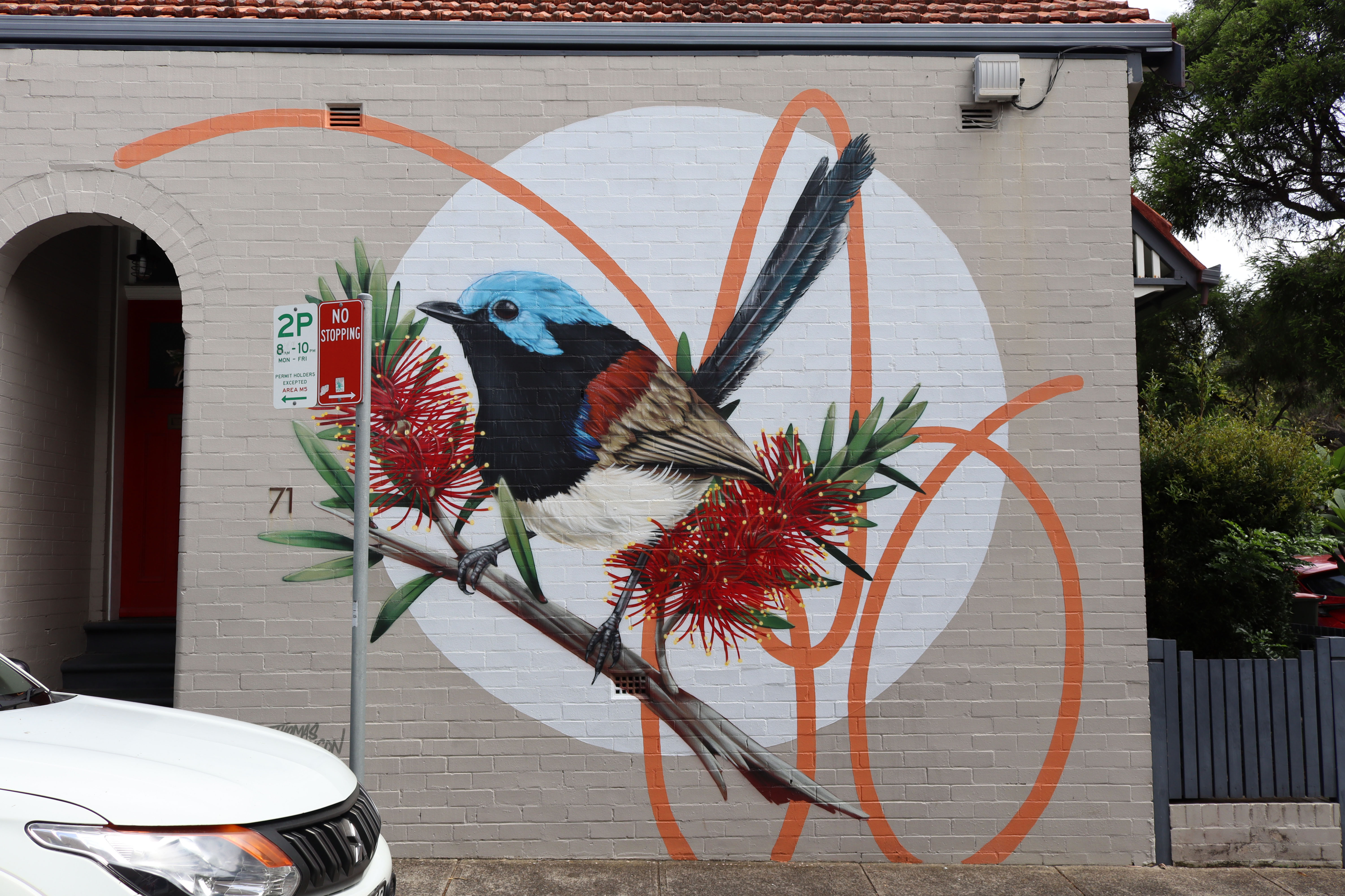 Variegated Fairy Wren