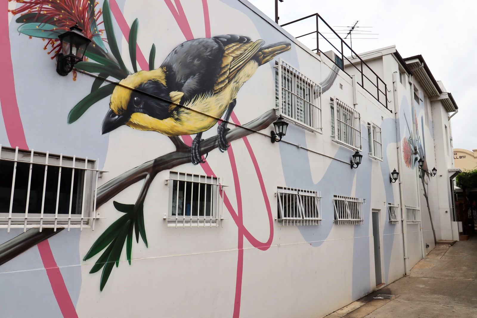 Local Birds by Thomas Jackson | Street Art NSW