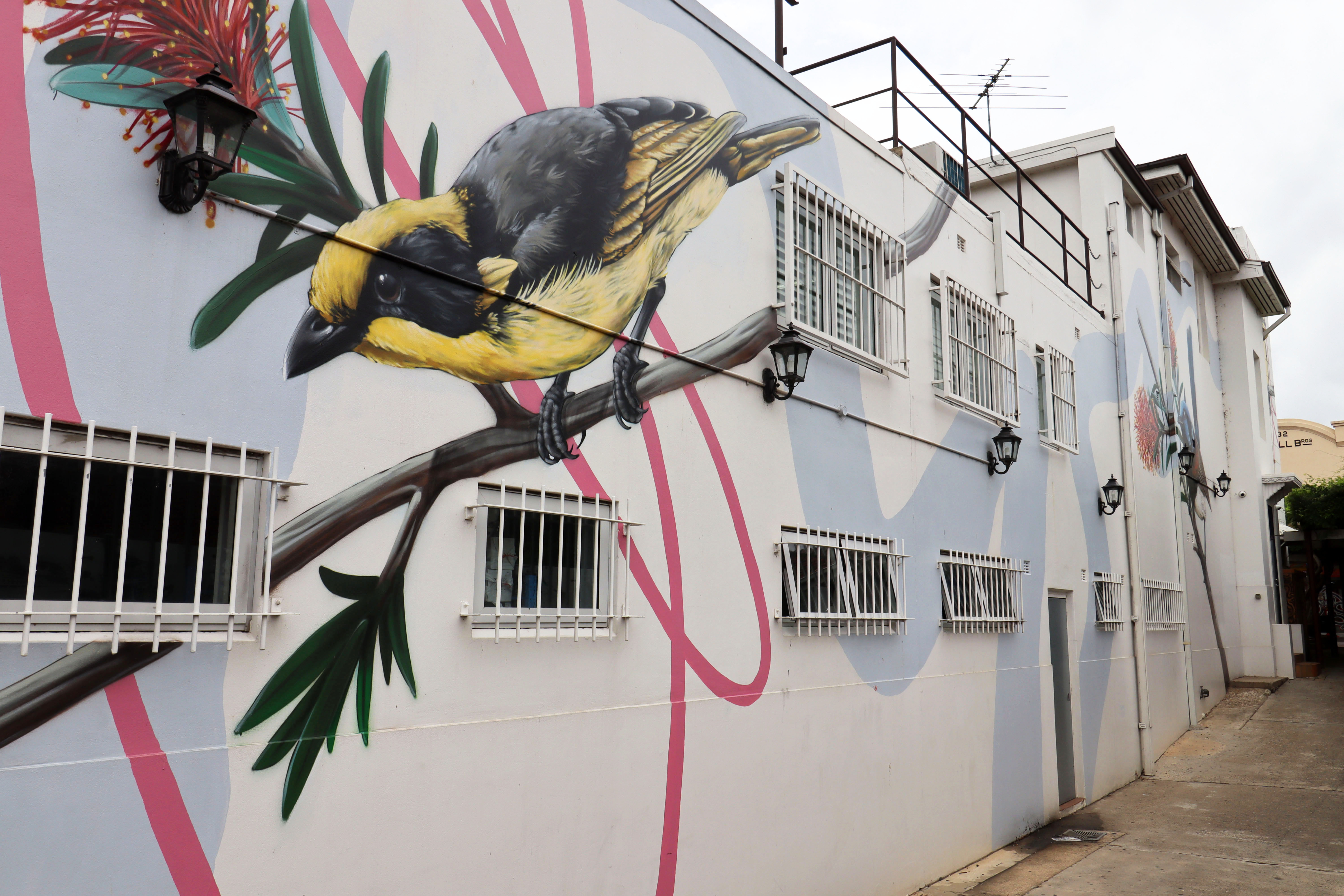 Local Birds