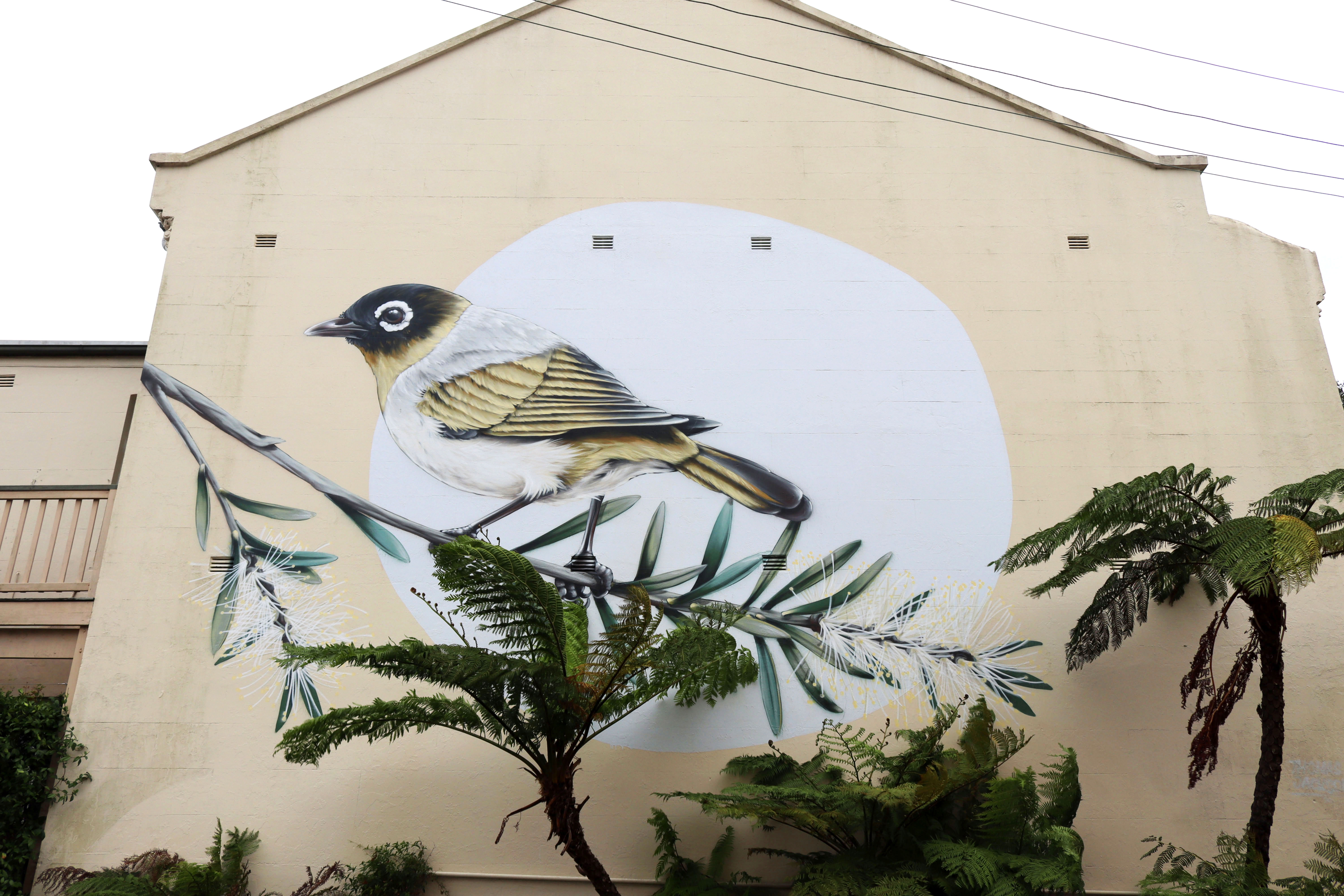 Black-headed Honeyeater