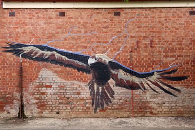 Wedge-Tailed Eagle