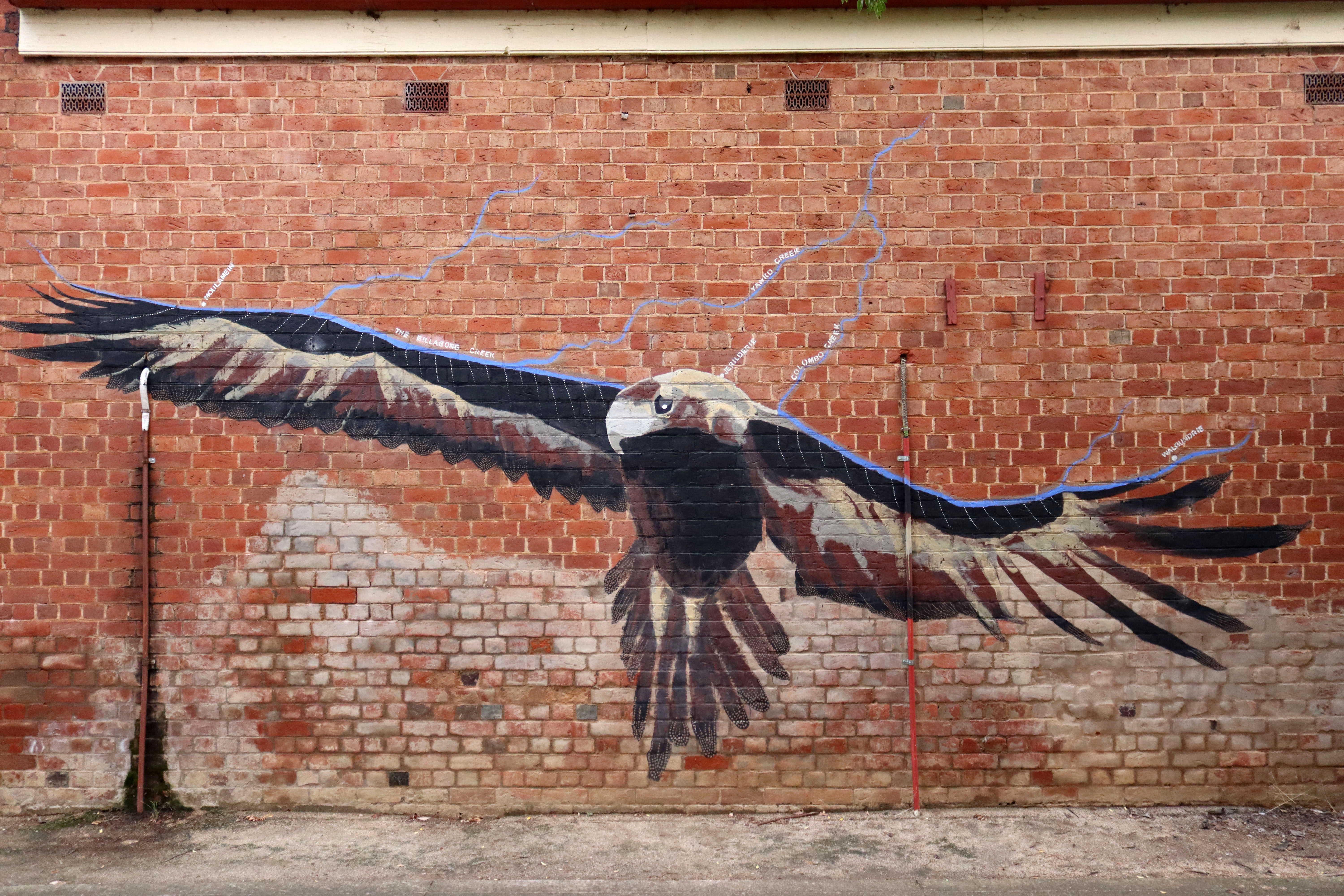 Wedge-Tailed Eagle