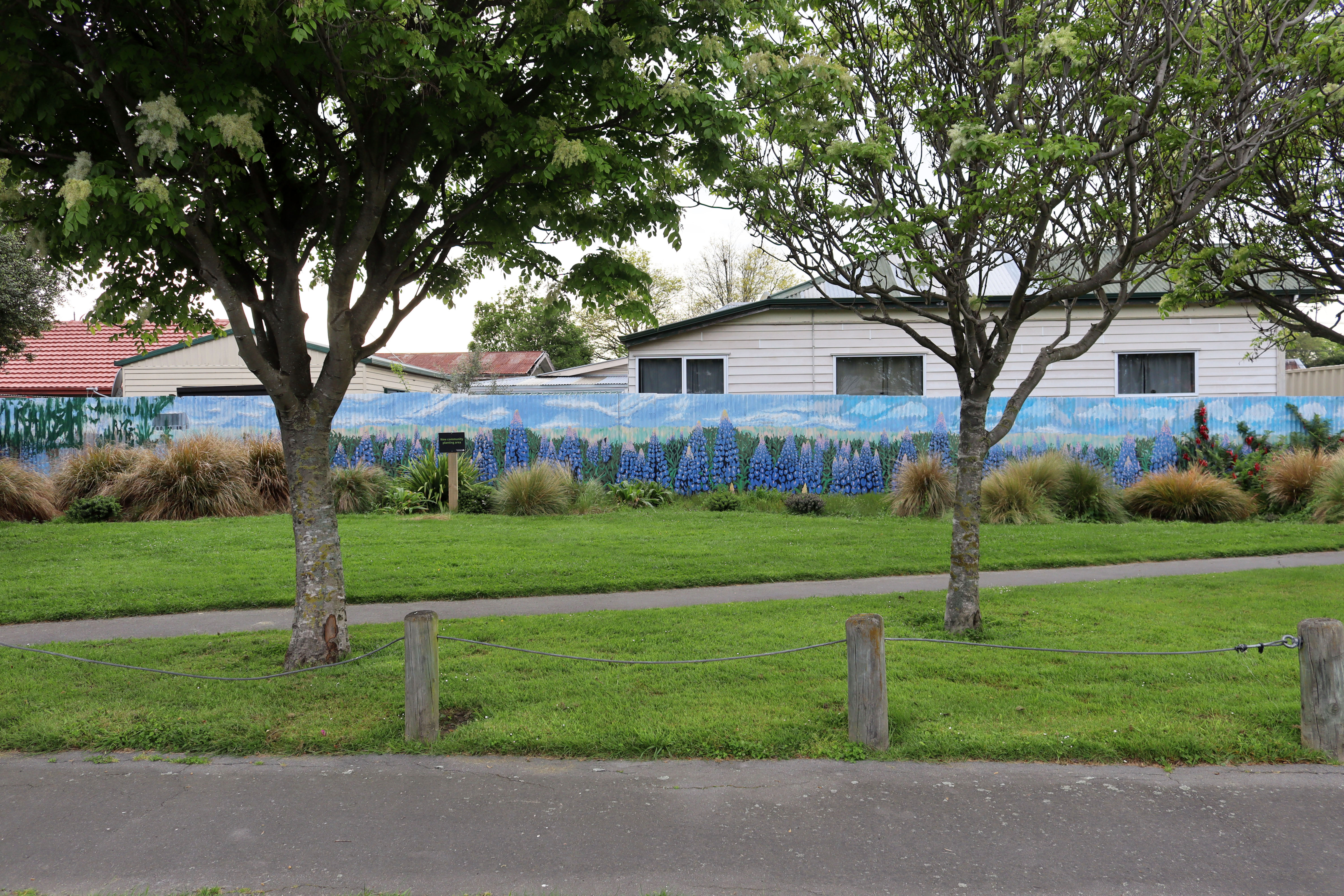 Lupins by Sam Billings | Street Art NSW