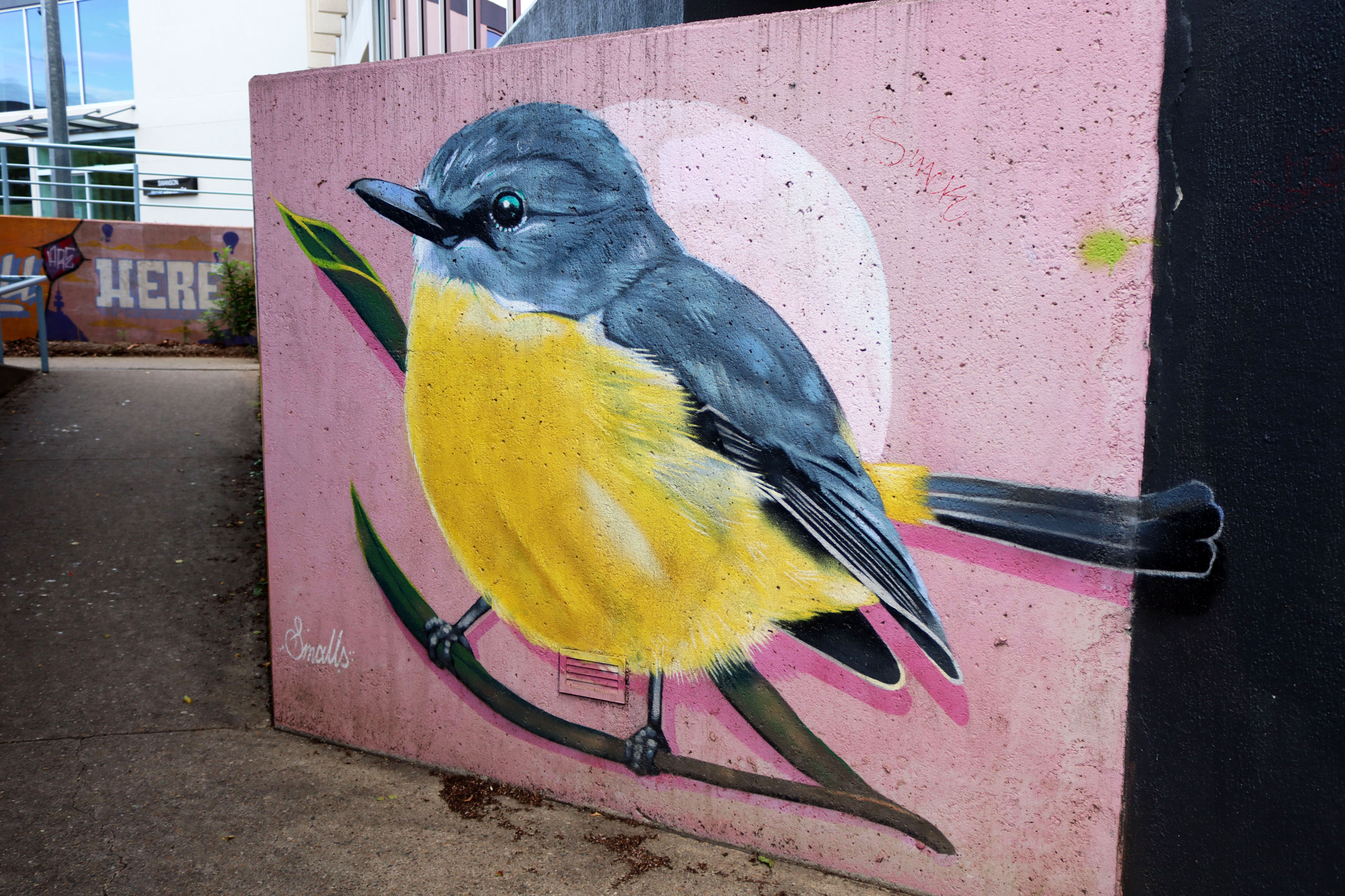 Eastern Yellow Robin