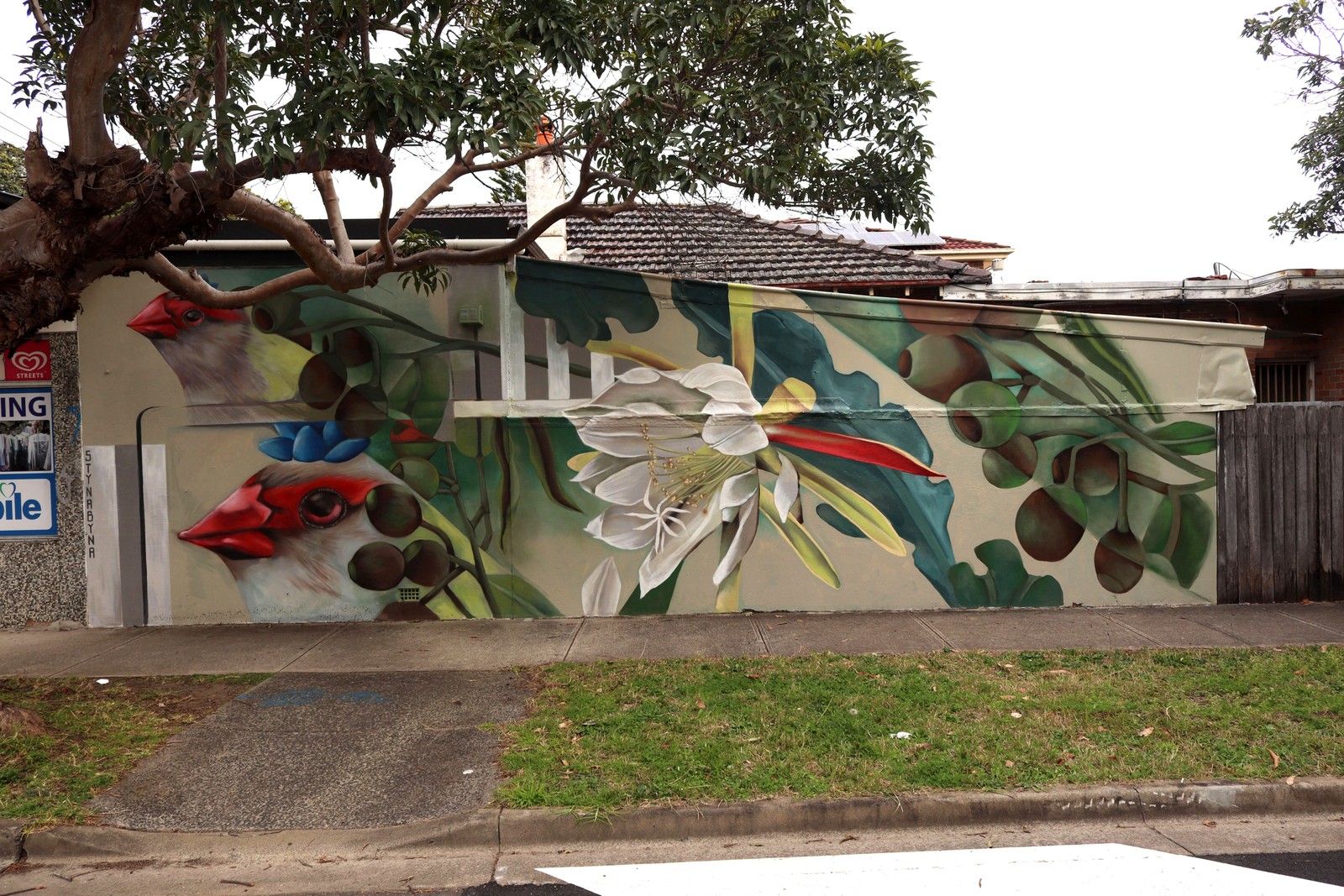Fincho Study by Stynabyna | Street Art NSW