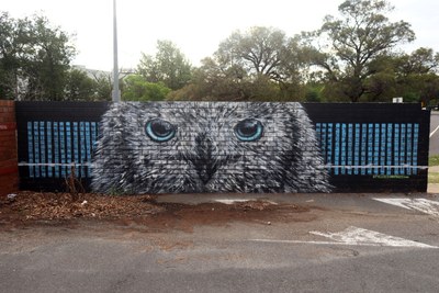White Owl