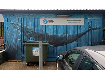 Humpback Whale