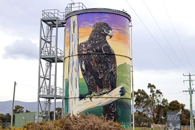 Wedge-tailed Eagle