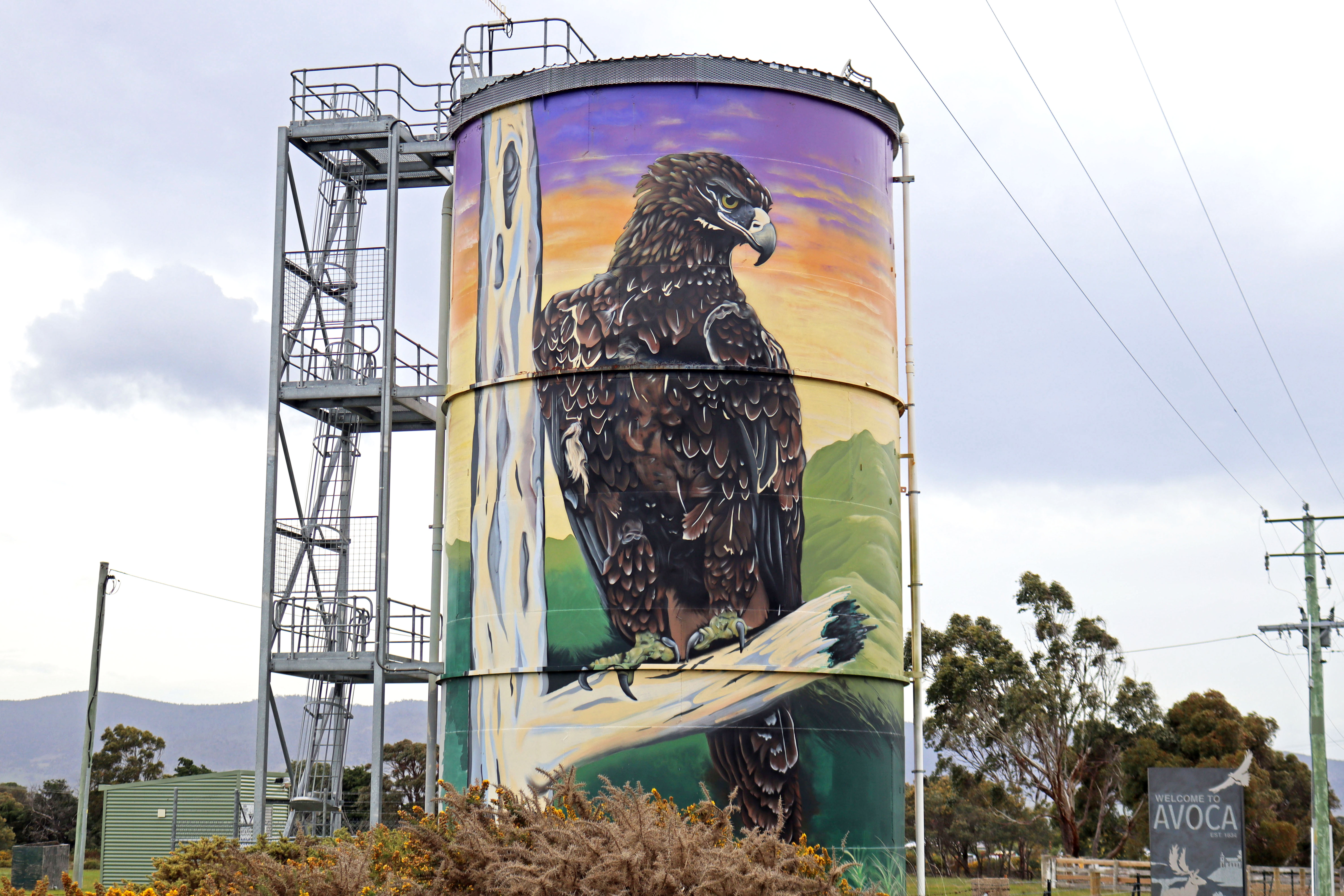 Wedge-tailed Eagle