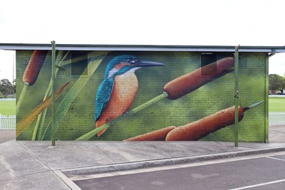 Sacred Kingfisher