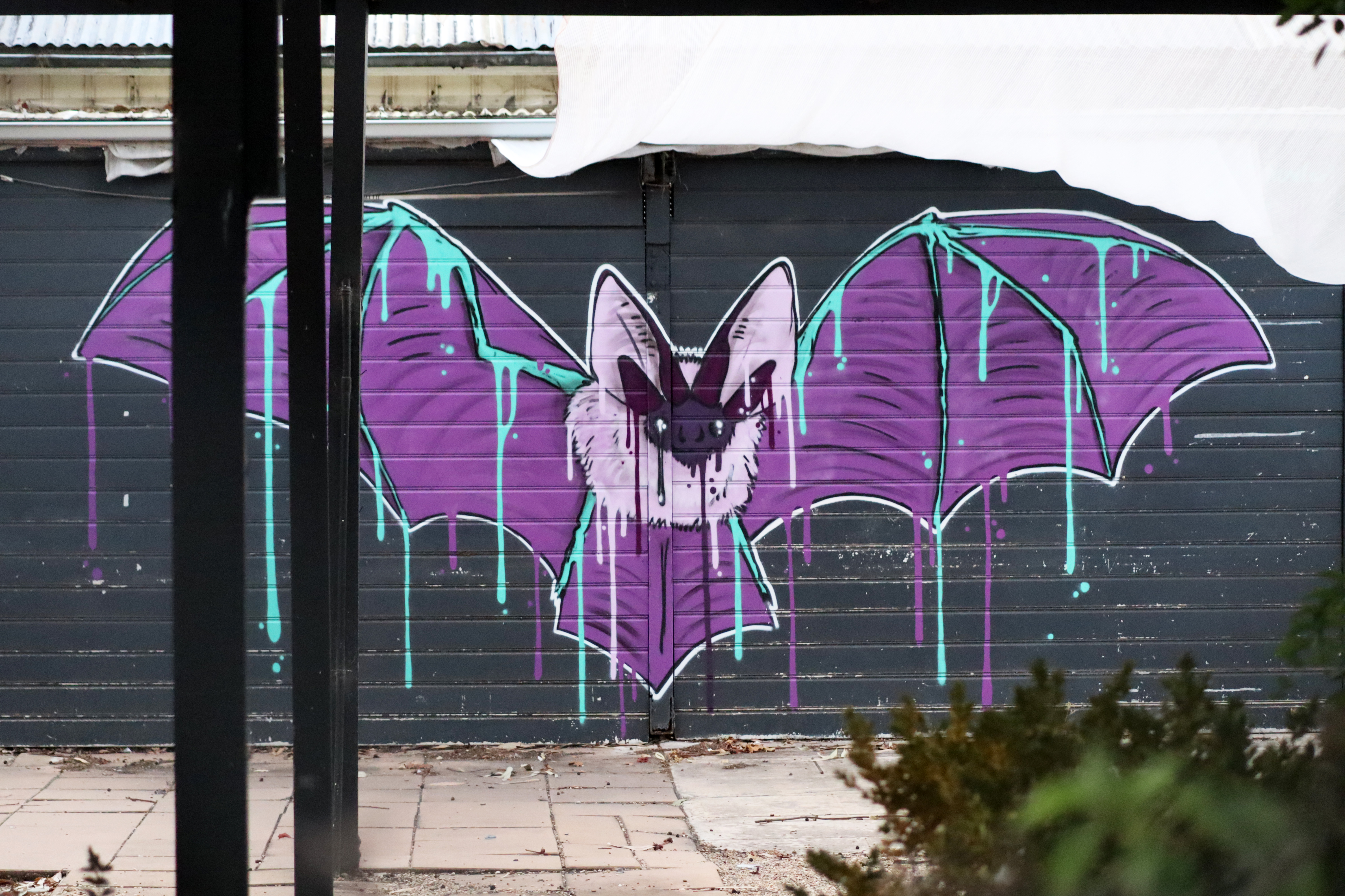 Corynorhinus Townsendii by Houl | Street Art NSW
